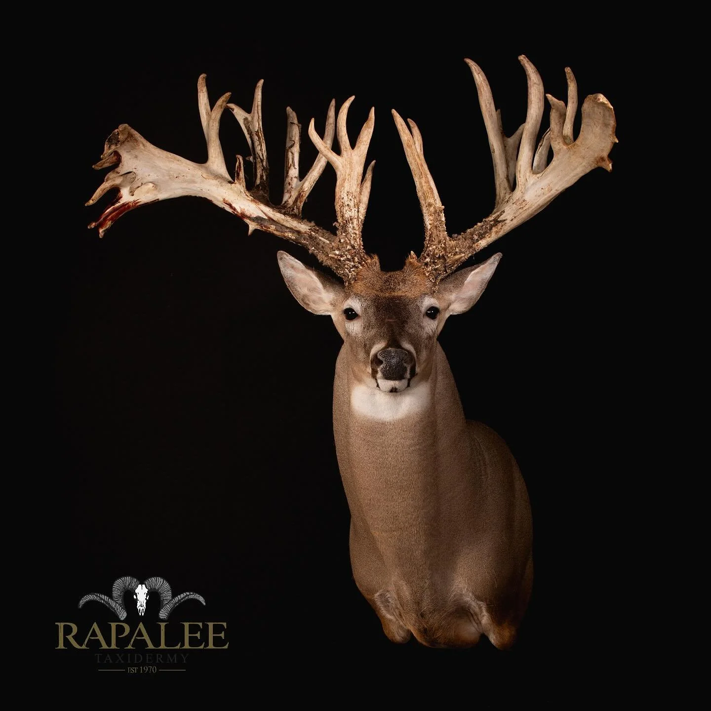 This buck is mounted on a classic left turn upright mannikin. His ears are displayed in a 3/4 back position. Ear position can sometimes make a narrow set of antlers look wider and a wide set look…..well, wider! #rapaleetaxidermy #worldclassta