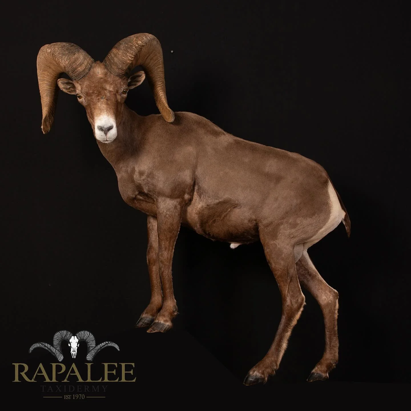 In character, in manner, in style, in all things, the supreme excellence is simplicity. Henry Wadsworth Longfellow #rapaleetaxidermy #worldclasstaxidermy #sheephunting #sheephunt #fullcurl #hunt #desertsheep #desertsheephuning #gsco