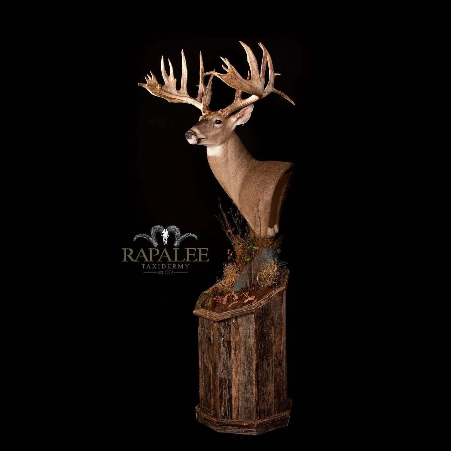 “Great things are done by a series of small things brought together.” Vincent Van Gogh. #rapaleetaxidermy #worldclasstaxidermy #premiertaxidermy #taxidermyexcellence #customtaxidermy #customwhitetailtaxidermy #hunt #deerhunter #deerhunti