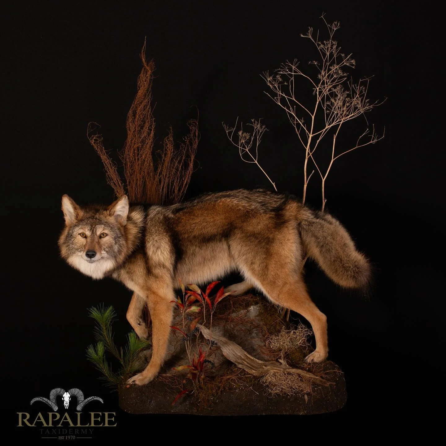 Most of the coyotes we mount are harvested by deer hunters during general firearms season. If you harvest one deliver it to us asap or freeze it until you can deliver it during our regular business hours. We offer life-size , half life-size, shoulde