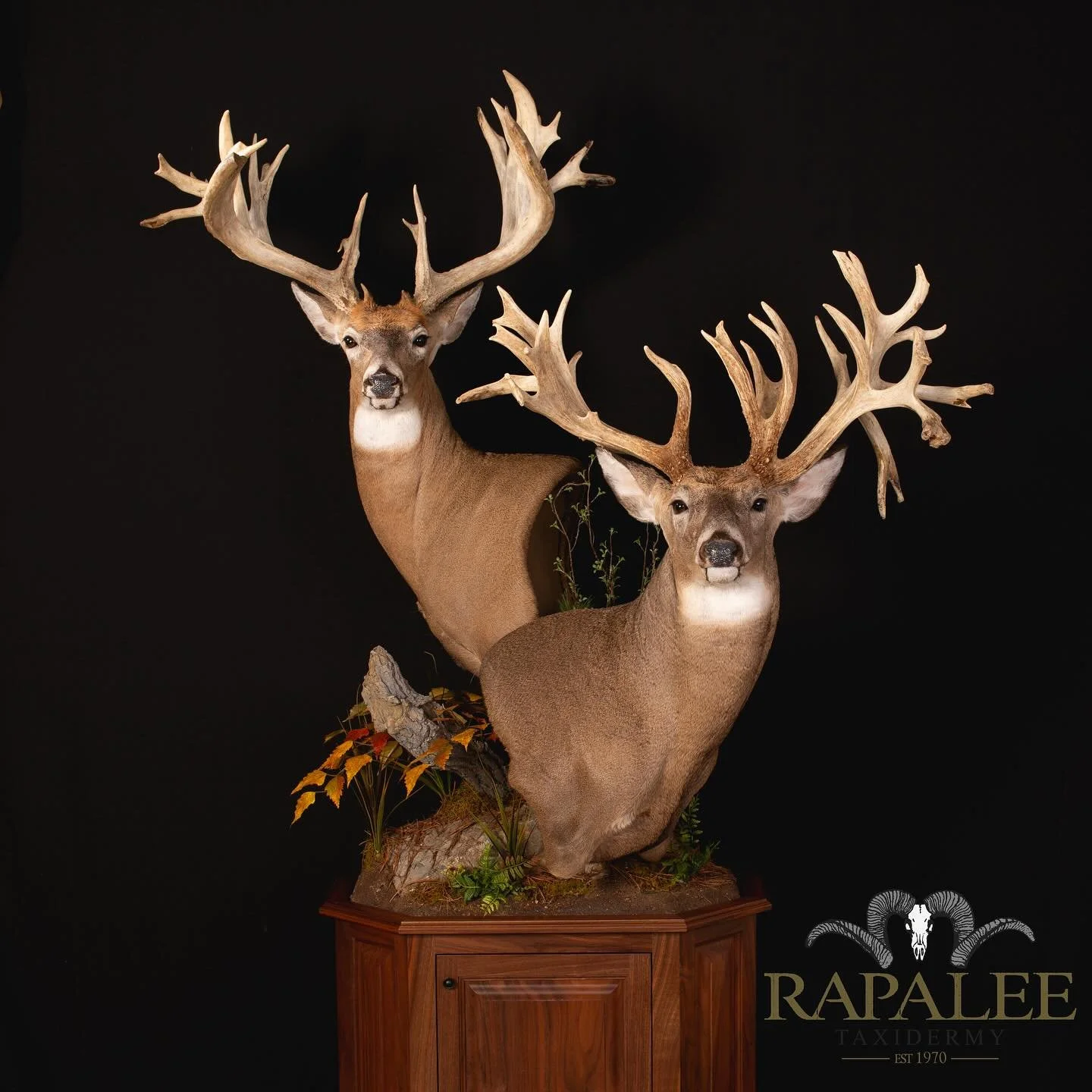 The Investment—You have dreamed of the day you would harvest the trophy of a lifetime. Endured the heat, cold, wind ,rain and snow. You’ve spent countless hours planning for this very moment. Your taxidermy planning should be no different