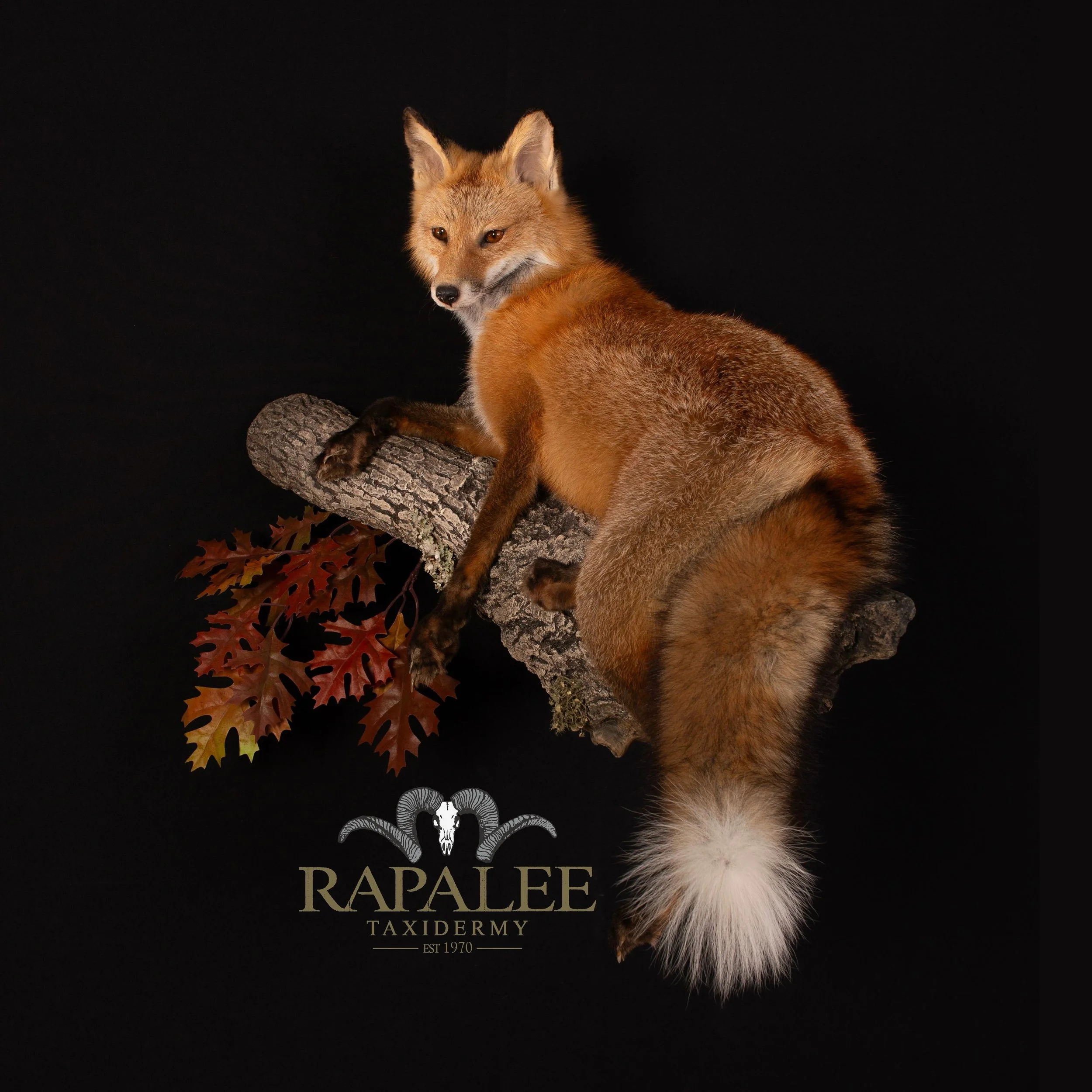 This red fox is just relaxing on a limb soaking up some warm fall sunshine. #rapaleetaxidermy #hunt #predatorhunting #foxhunting #foxhuntinglife #foxhunt