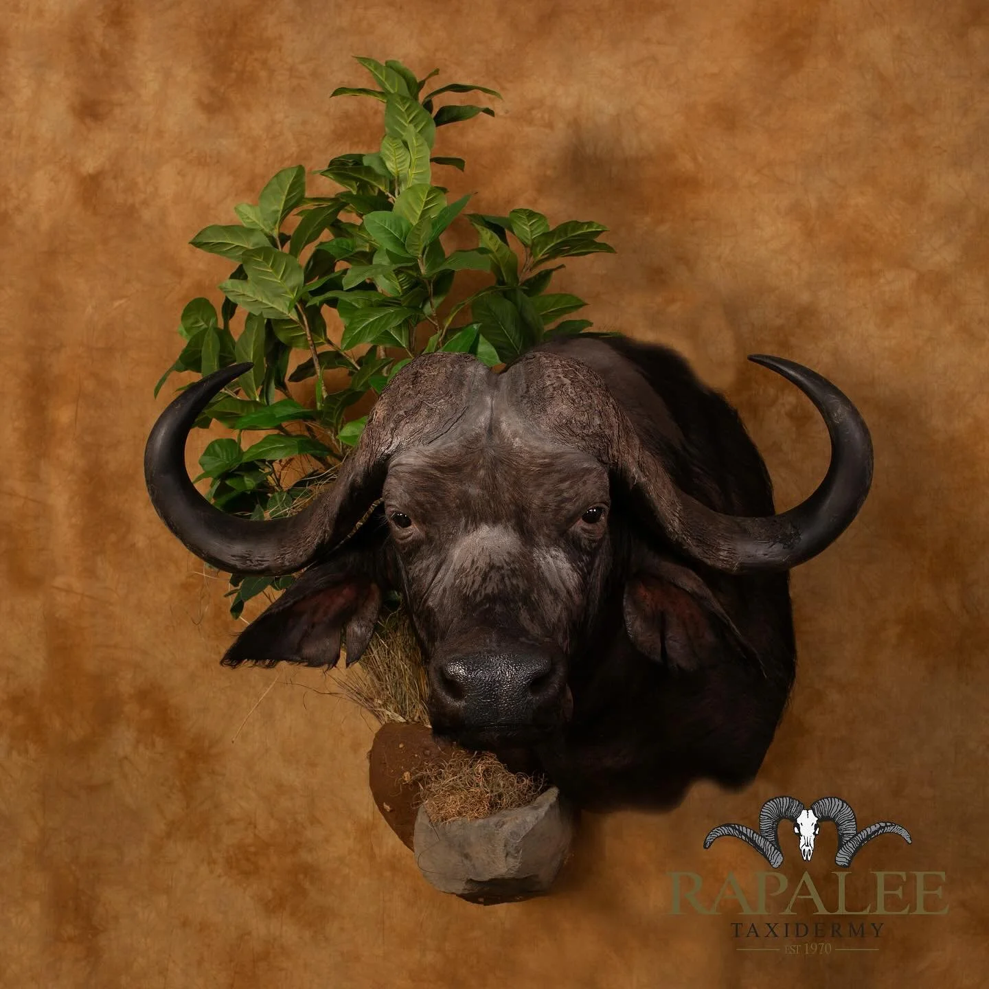 Check out this impressive 40"+ Cape buffalo, complete with custom habitat. #rapaleetaxidermy #worldclasstaxidermy #customtaxidermy #huntafrica #hunt #africanhunting #capebuffalohunting