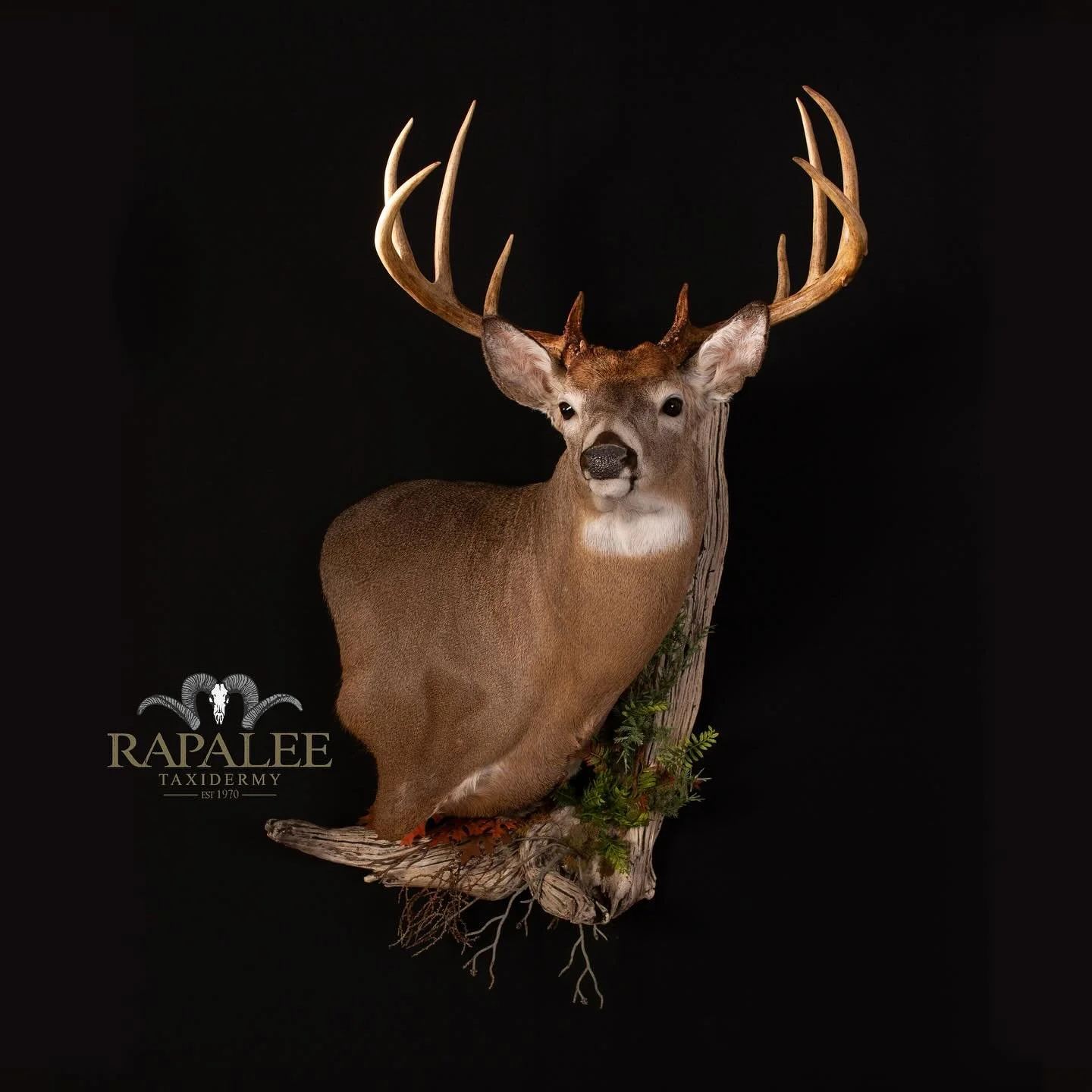 A huge Thank You to all of the freedom loving Americans that went out yesterday and voted! Meanwhile, here&rsquo;s another thing to smile about.. a huge ten point buck shown as a &ldquo;right turn&rdquo; wall pedestal. #rapaleetaxidermy #taxidermyexc