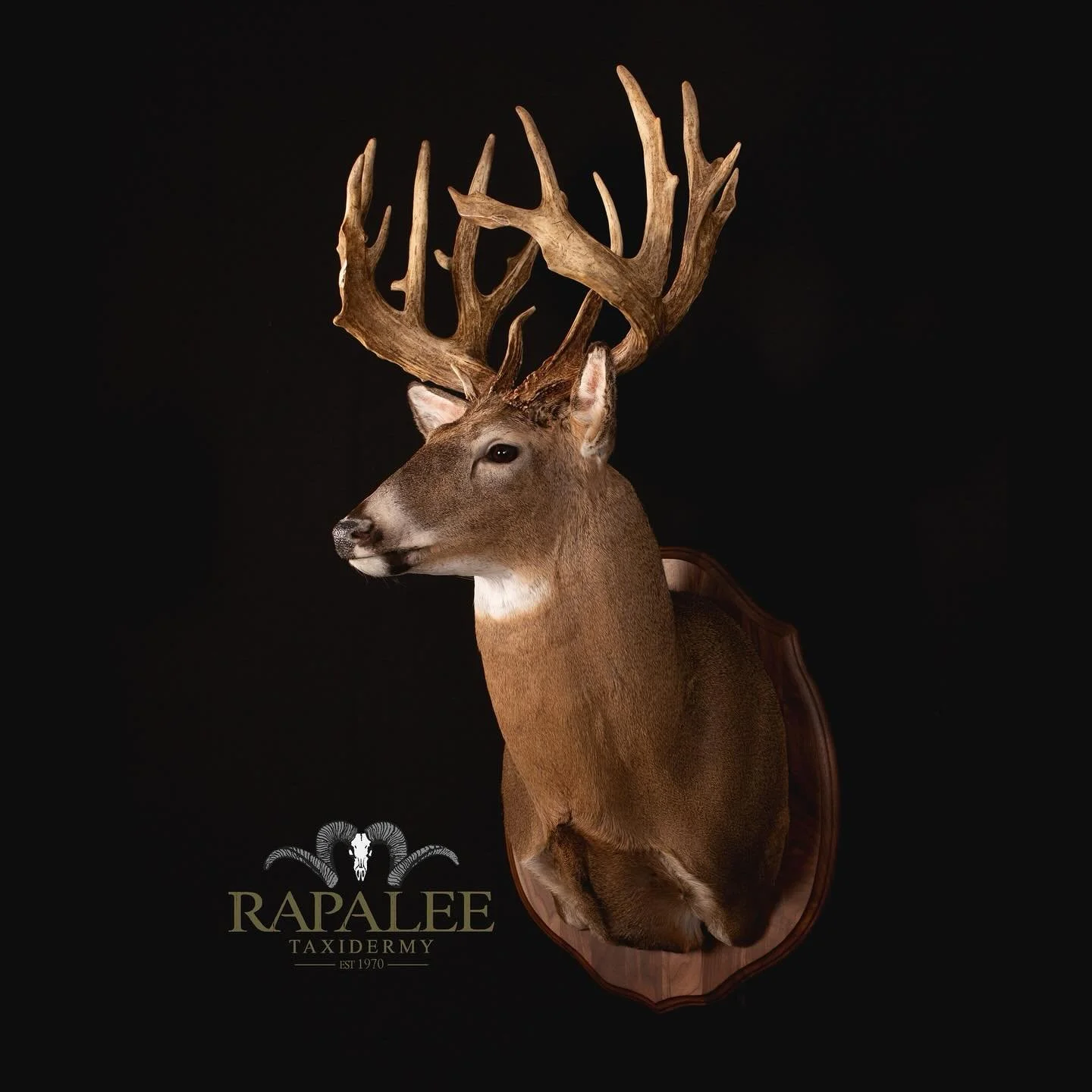 Classic right turn upright alert on a walnut panel. #rapaleetaxidermy #hunt #deerhunt #deerhunter