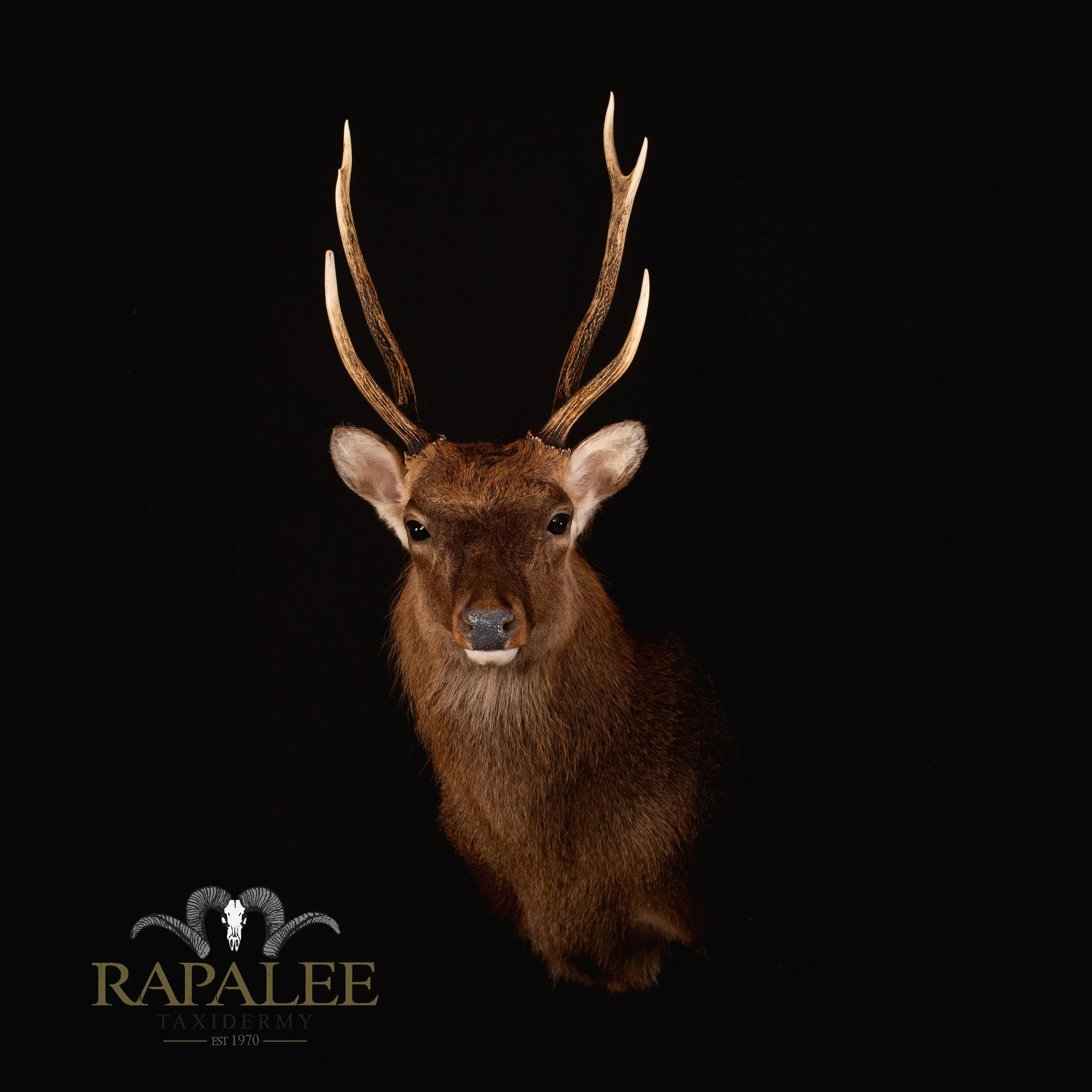 This incredible sika stag was harvested by Rachel of @elevatedwild - This mount is shown in an alert right turn upright pose. Check out Wade and Rachel&rsquo;s account for great wild game, fish and fowl recipes . #rapaleetaxidermy #virginiataxidermy 