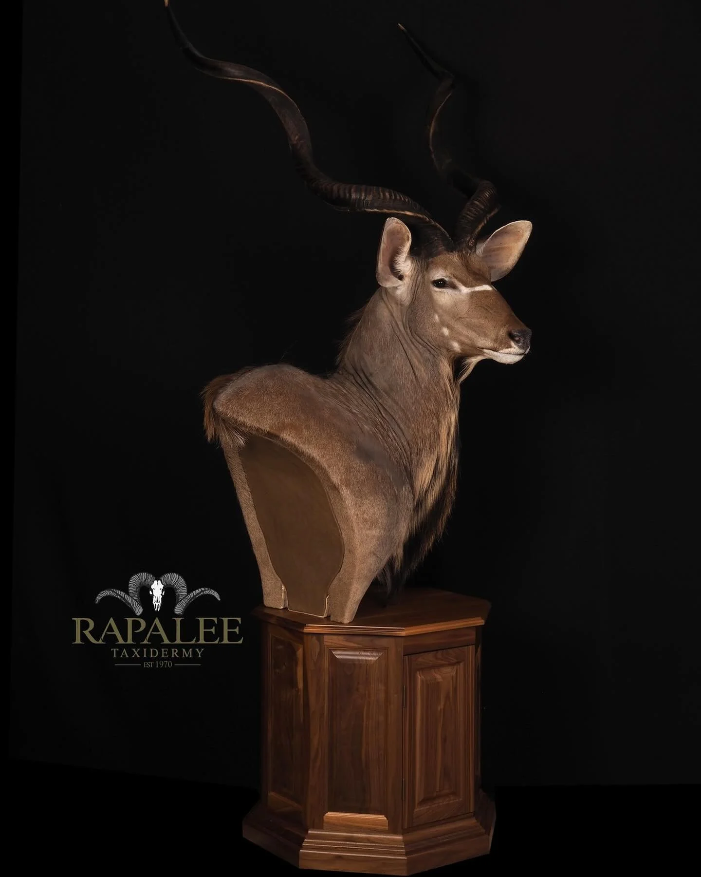 Bull kudu on a plain top walnut pedestal. If you have an incoming safari headed our way consider adding a pedestal to one or more of your trophies. #worldclasstaxidermy #rapaleetaxidermy #huntafrica #africanhunting #kuduhuntingafrica #kuduhunter #hun