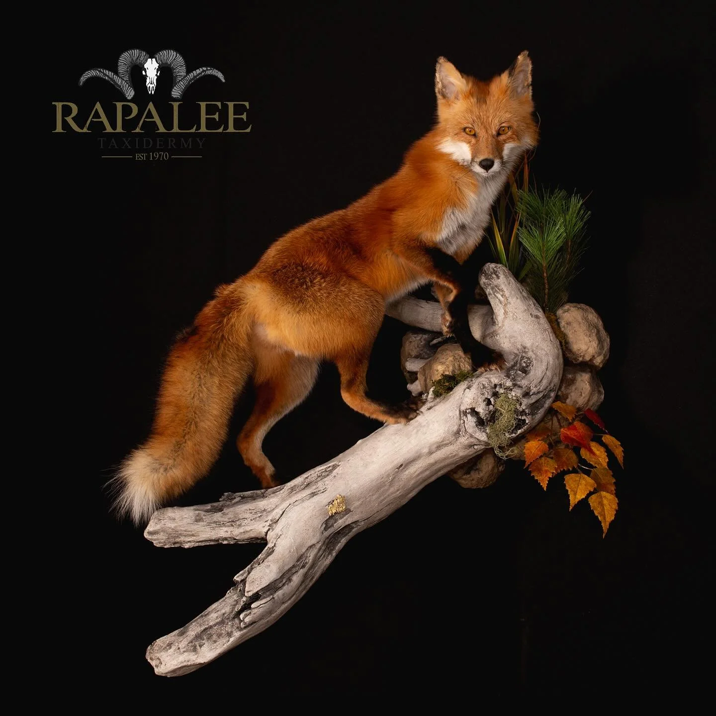 &ldquo;The sleeping fox catches no poultry &ldquo; -Benjamin Franklin ##rapaleetaxidermy  #hunt #predatorhunting #foxhunting #foxhuntinglife #foxhunt #virginiafoxhunting #virginiafox  #huntva #virginiahunting #virginiataxidermist #hunting