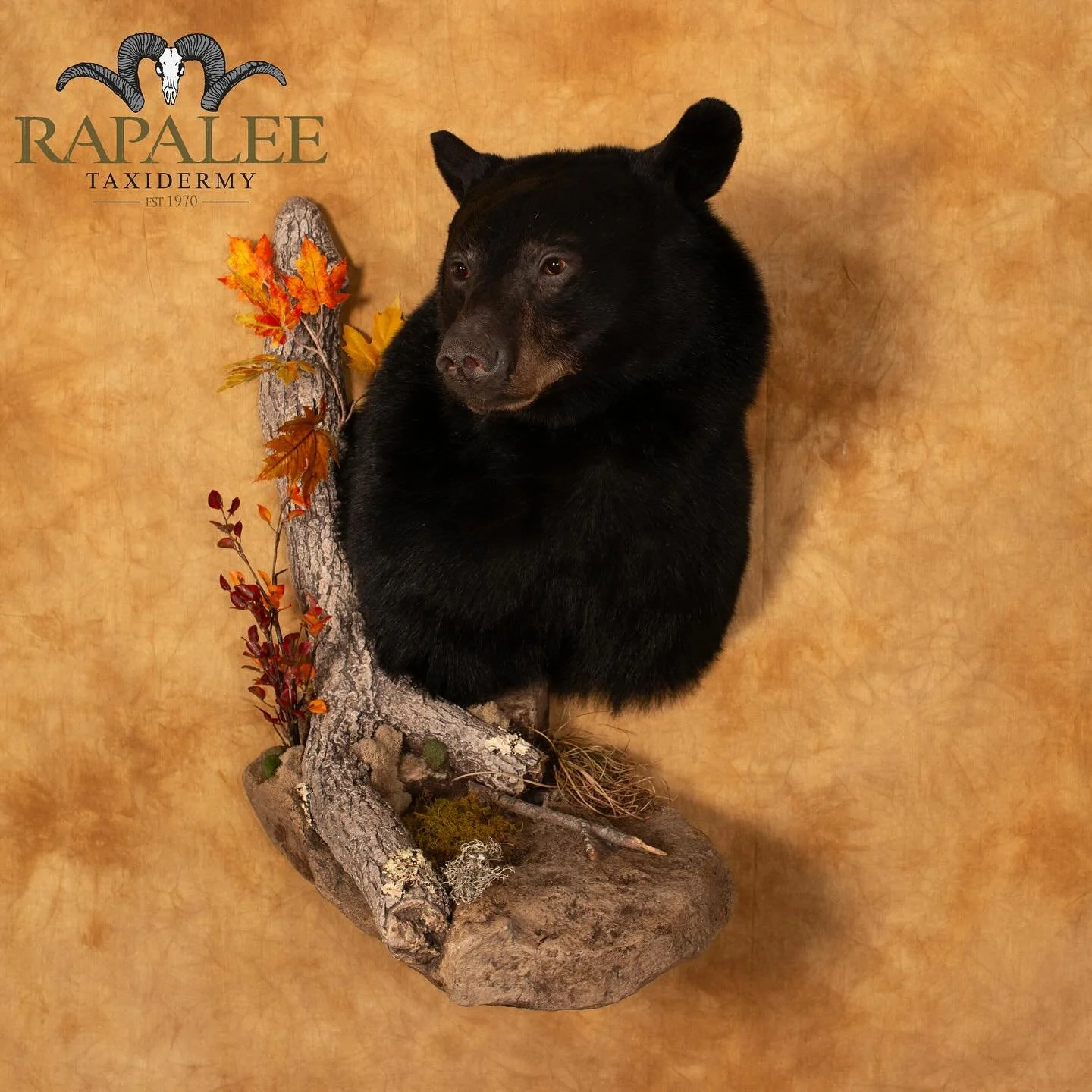 Black bear wall pedestal shown as a right turn with added habitat. #rapaleetaxidermy #hunt #bearhunt #bearhunter #bearhunting #worldclasstaxidermy #huntvirginia #virginiabearhunting #virginiabear
