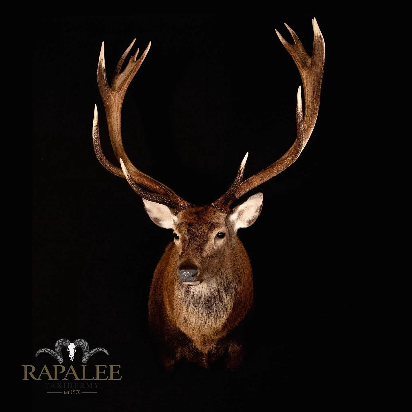 Weighing up to 350 lbs, the Manchurian sika deer is a remarkable sight. This specimen is posed in a classic semi-sneak position, highlighting its magnificent neck hair. #rapaleetaxidermy #sikadeerhunting #sikadeerhunt #customtaxidermy #worldclasstaxi