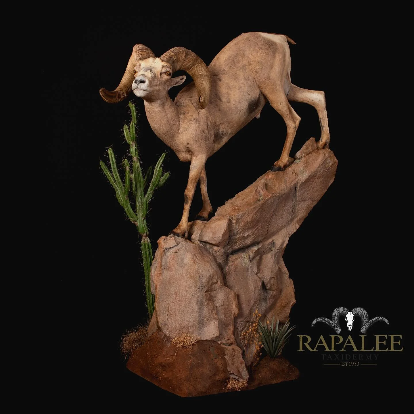 Desert bighorn from Texas shown as a walking downhill pose on a custom rock floor habitat. #rapaleetaxidermy #premiertaxidermy #worldclasstaxidermy #sheephunting #fullcurl #fullcurlfriday #hunt #wildsheep #gsco #desertsheephunting