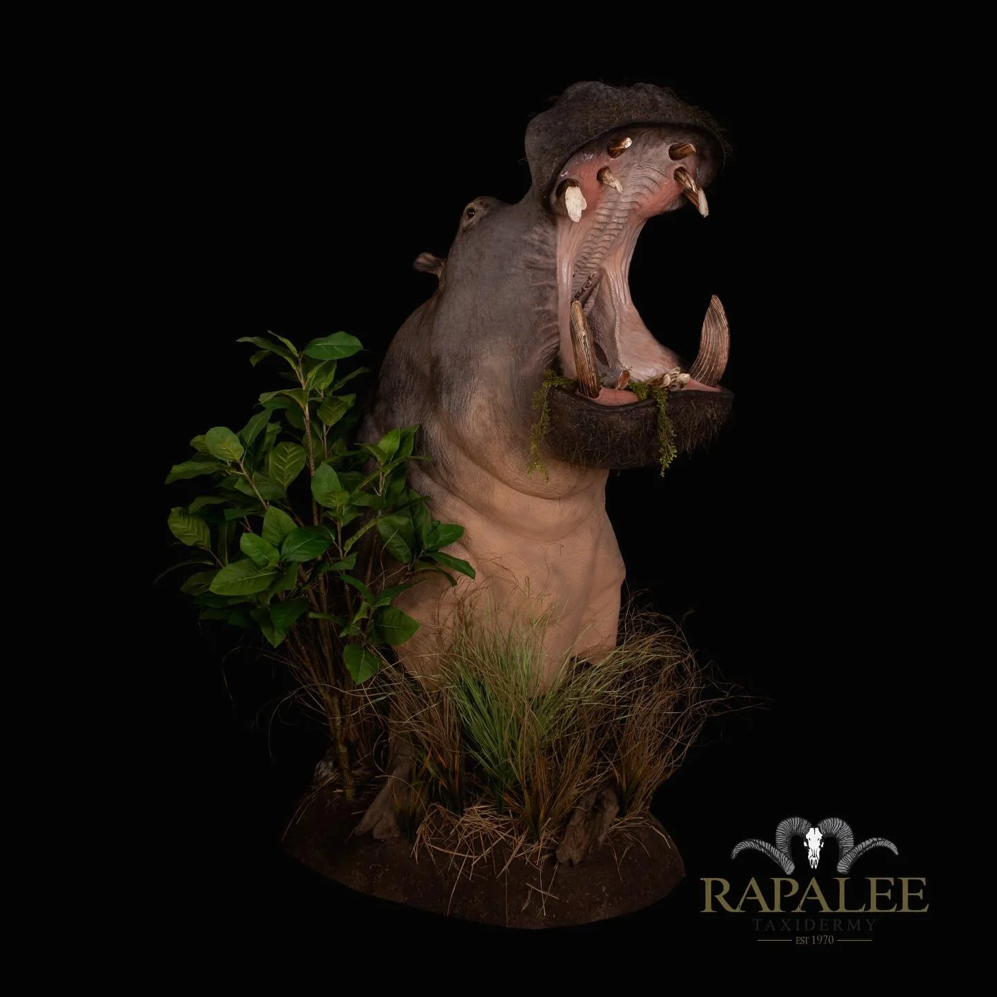 REPLICA Hippo shown as a floor pedestal with habitat. #worldclasstaxidermy #customtaxidermy #hunt #huntafrica #virginiataxidermist