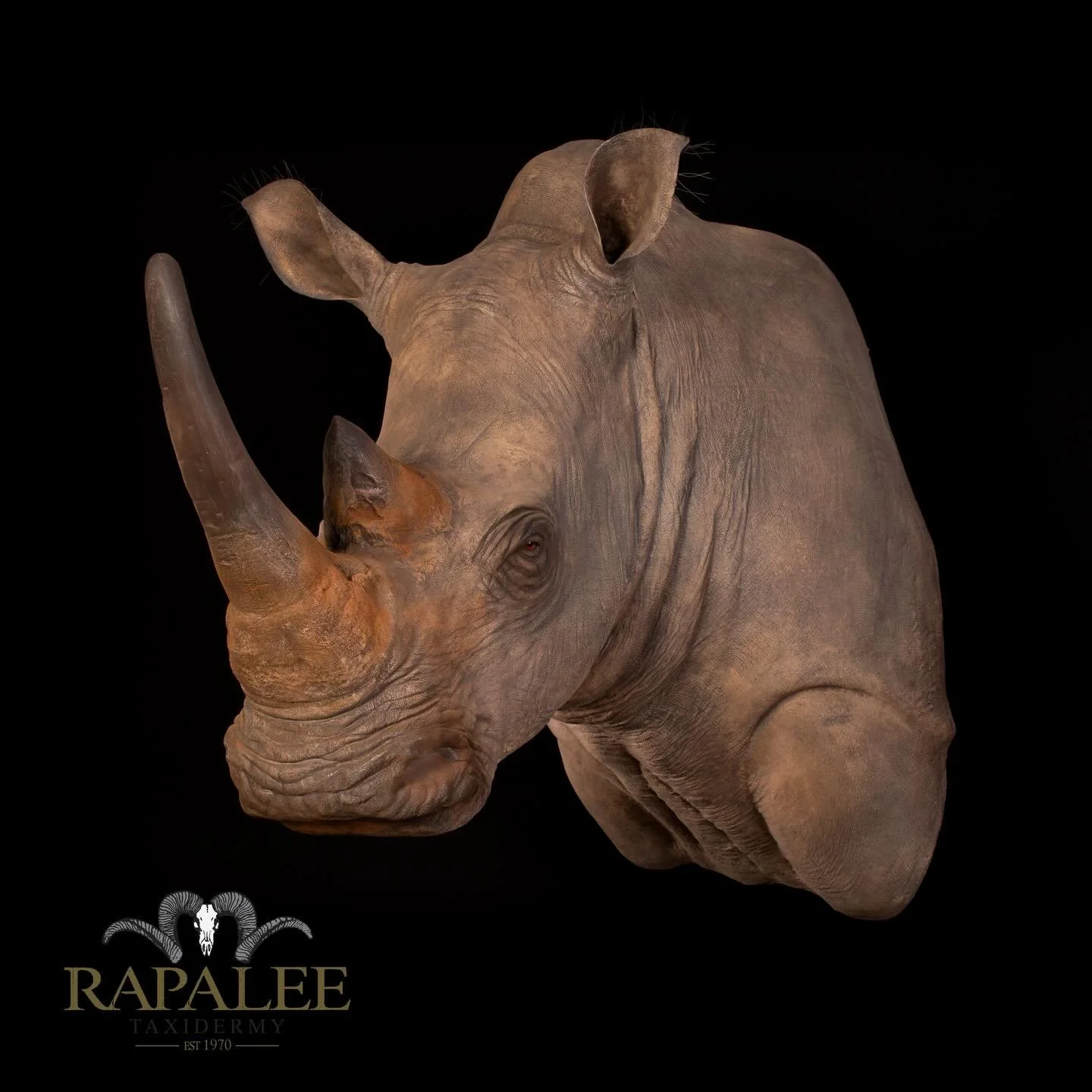 REPLICA Rhino,. This all artificial mount is showcased as a left turn wall shoulder display. #worldclasstaxidermy #replicataxidermy #hunt #customtaxidermy #virginiataxidermist