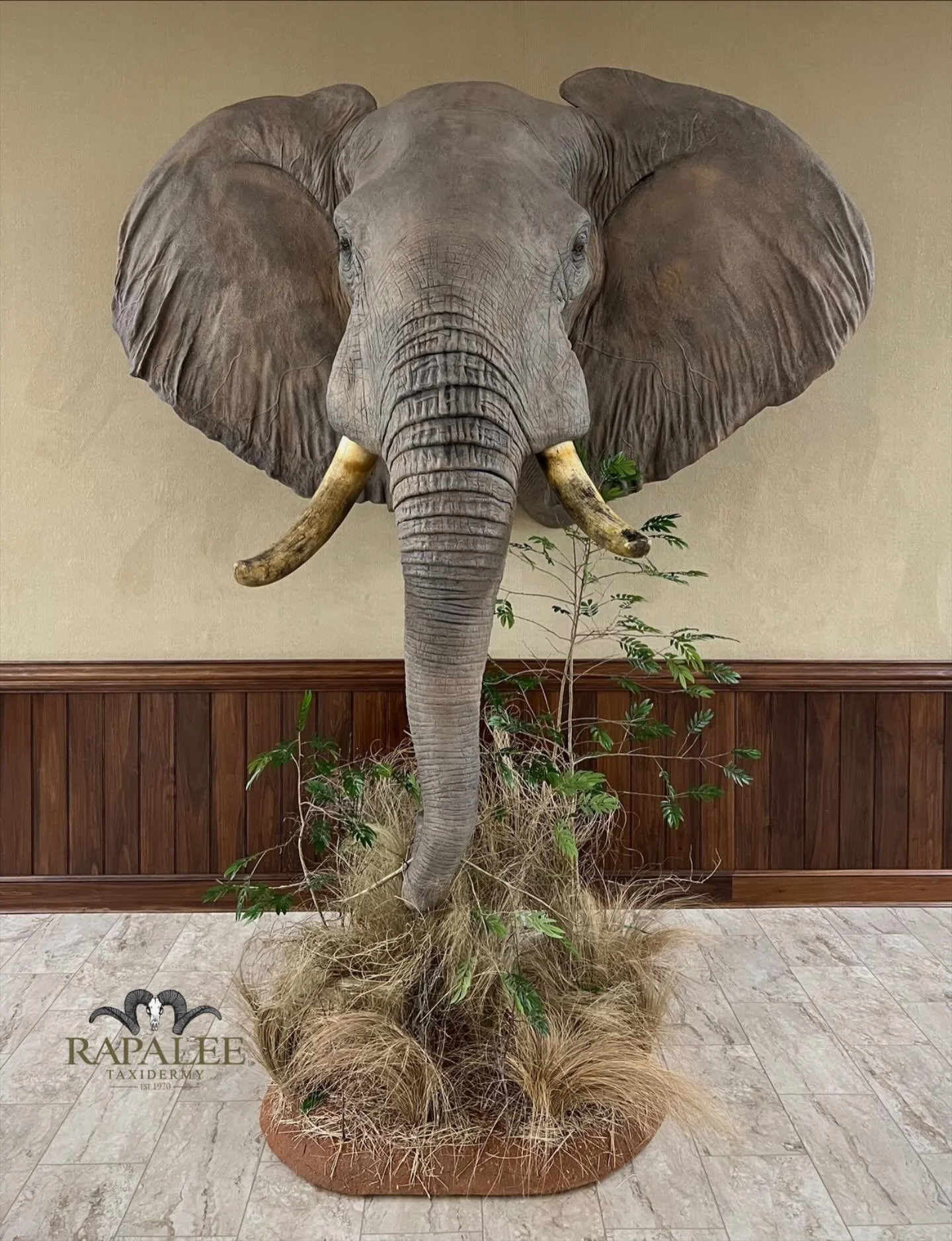 We have featured a few ALL ARTIFICIAL REPLICA mounts this week and figured we would close out the week with this big guy. He is fully supported by his trunk alone. He is custom painted to match the natural colors of a bull elephant. The custom habita