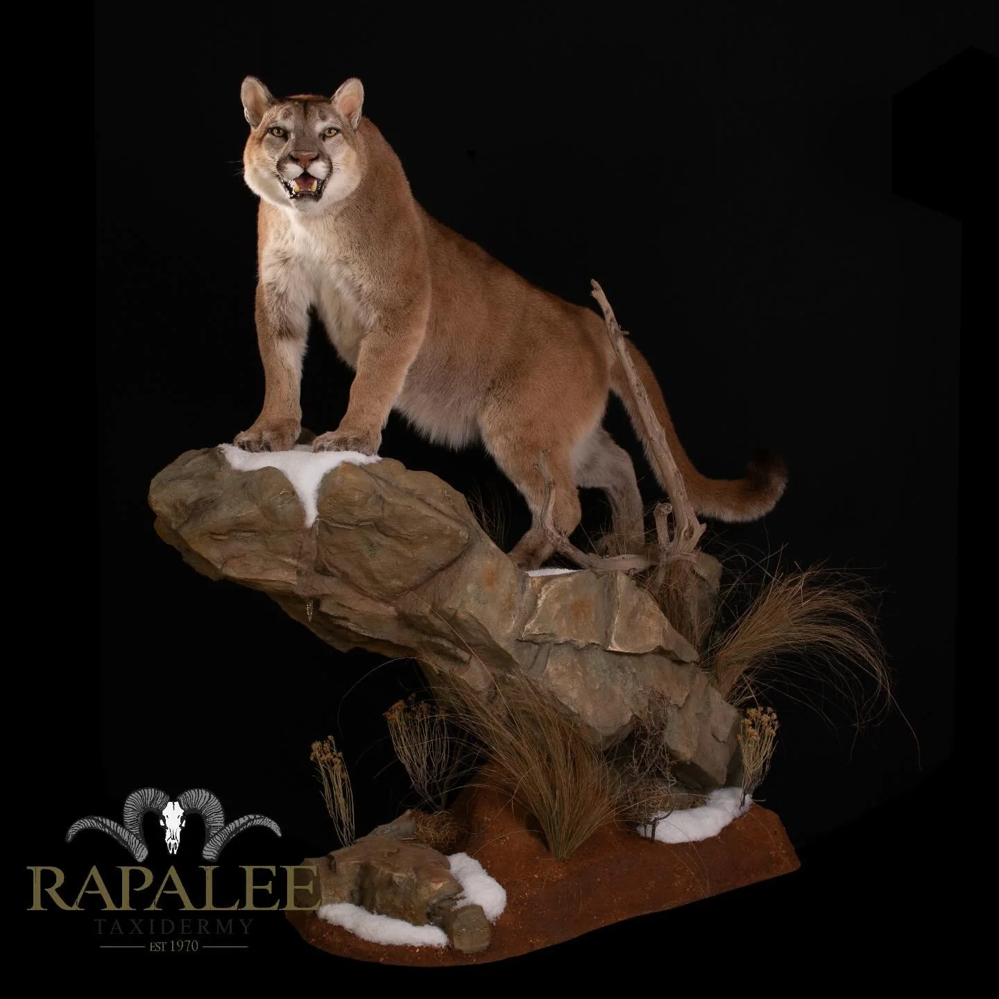 Here is a big mountain lion for your Monday morning. Shown on a custom rock habitat painted to match habitat where the hunt took place. #worldclasstaxidermy #hunt #mountainliontaxidermy #mountainlionhunting
