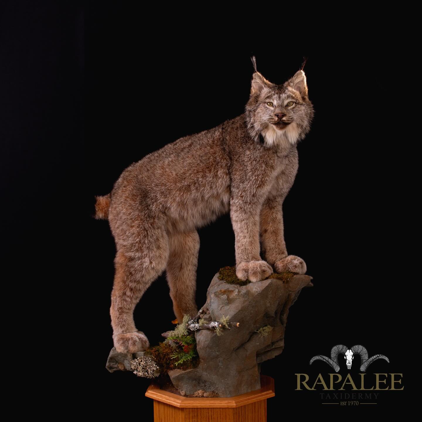 This stunning Lynx is showcased on a custom-built rock habitat atop an oak floor pedestal, carefully positioned at eye level for maximum impact. #worldclasstaxidermy #hunt #lynxtaxidermy #cattaxidermy #taxidermyartist