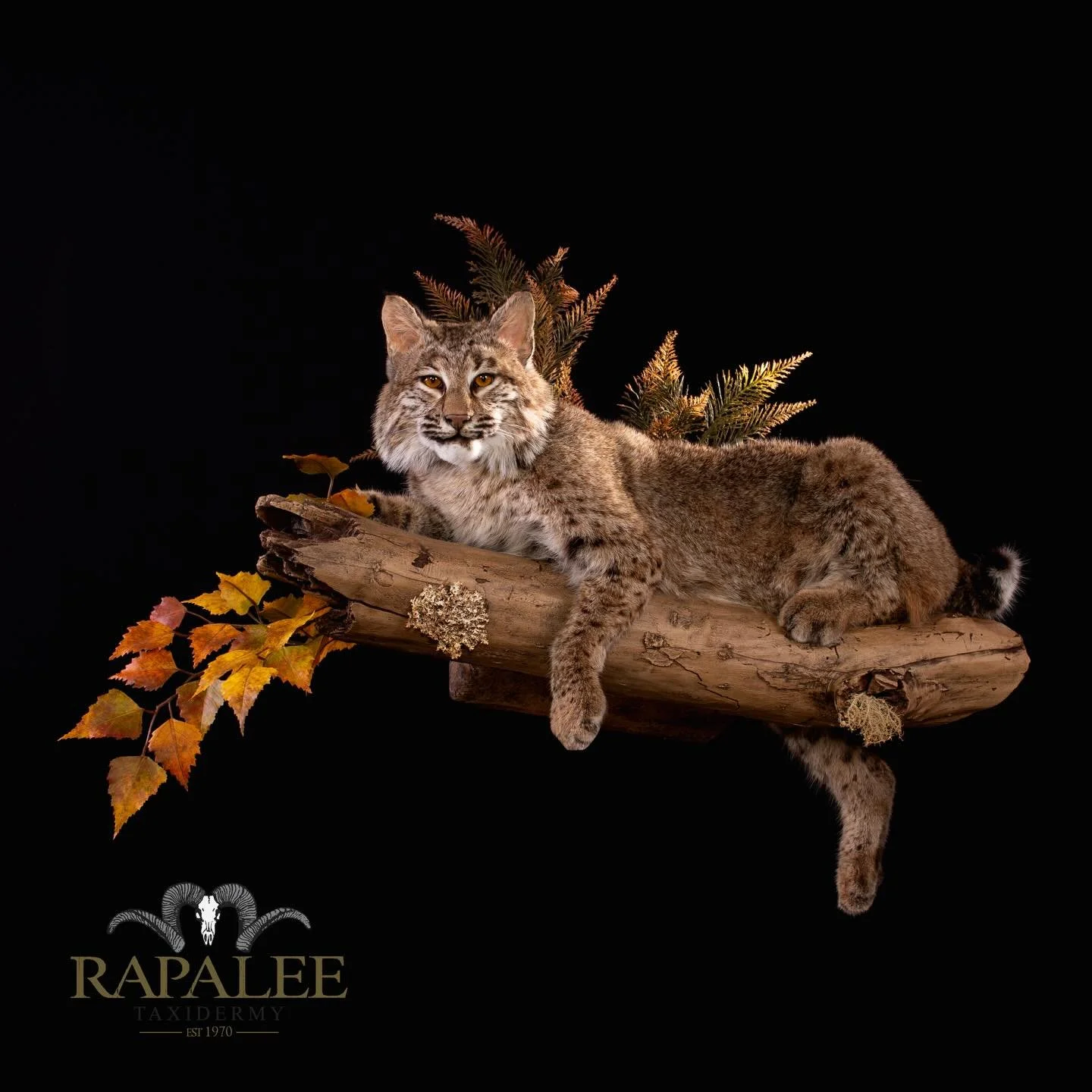Finishing out the week with another cat photo. This bobcat is displayed on a replica limb in a lying down pose. #worldclasstaxidermy #hunt #cattaxidermy #bobcattaxidermy #taxidermyartist