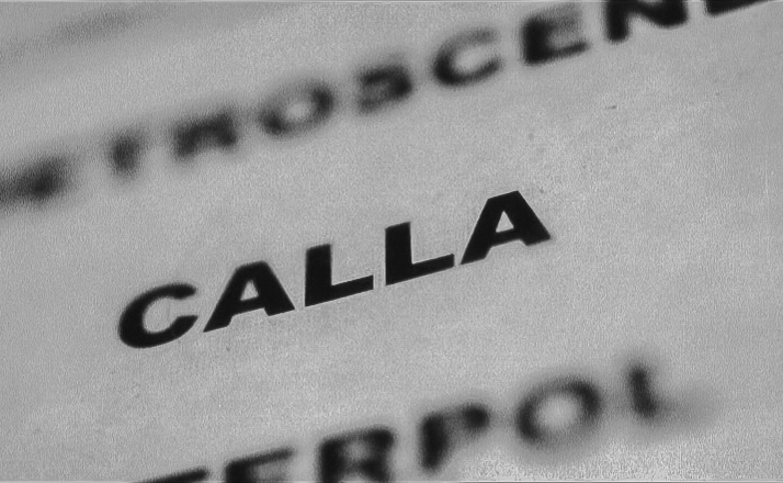 CALLA11-Calla_Final_DV_NTSC7.jpg