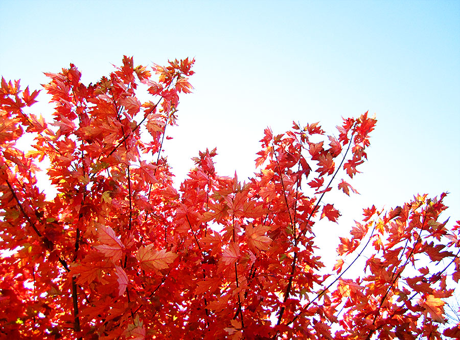 101025_large.jpg