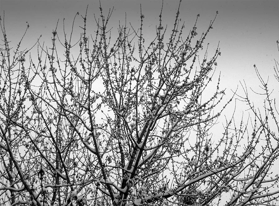 10_101206_large.jpg