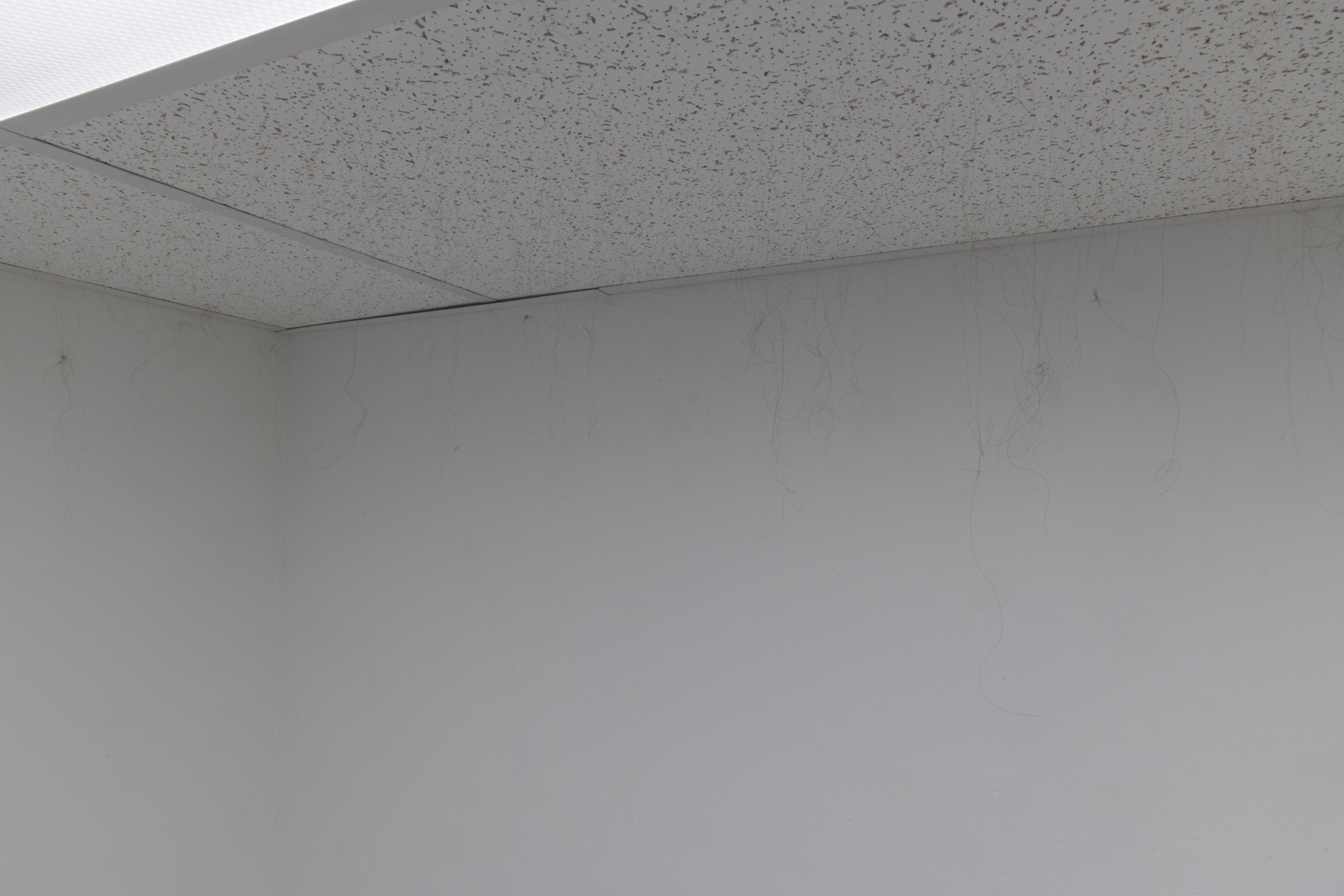   Anagen  (detail), 2018–19. Armstrong ceiling tiles in dropped ceiling in gallery, human hair, glue. 86 x 117 x 203 inches (approximately). 