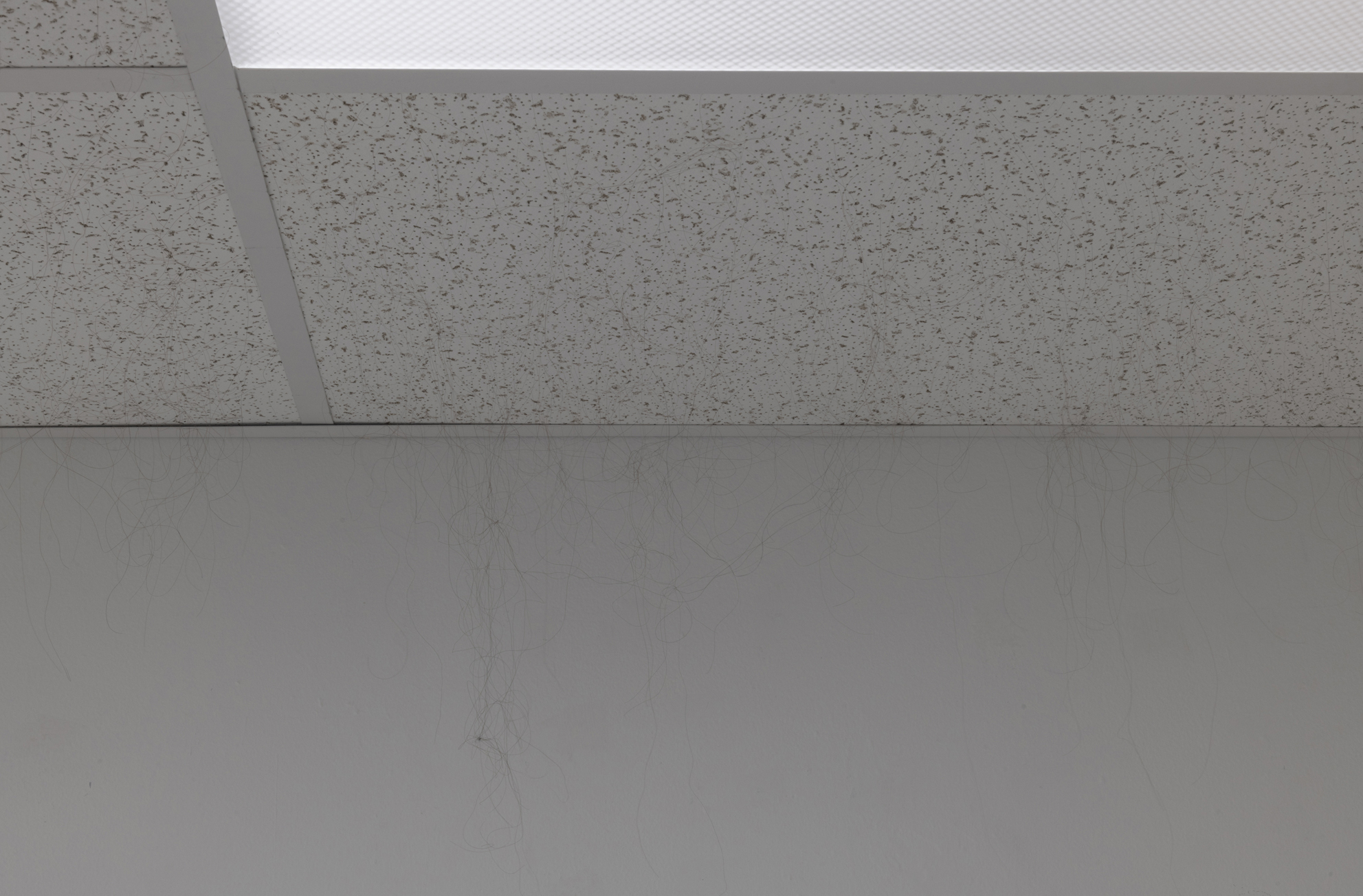   Anagen  (detail), 2018–19. Armstrong ceiling tiles in dropped ceiling in gallery, human hair, glue. 86 x 117 x 203 inches (approximately). 