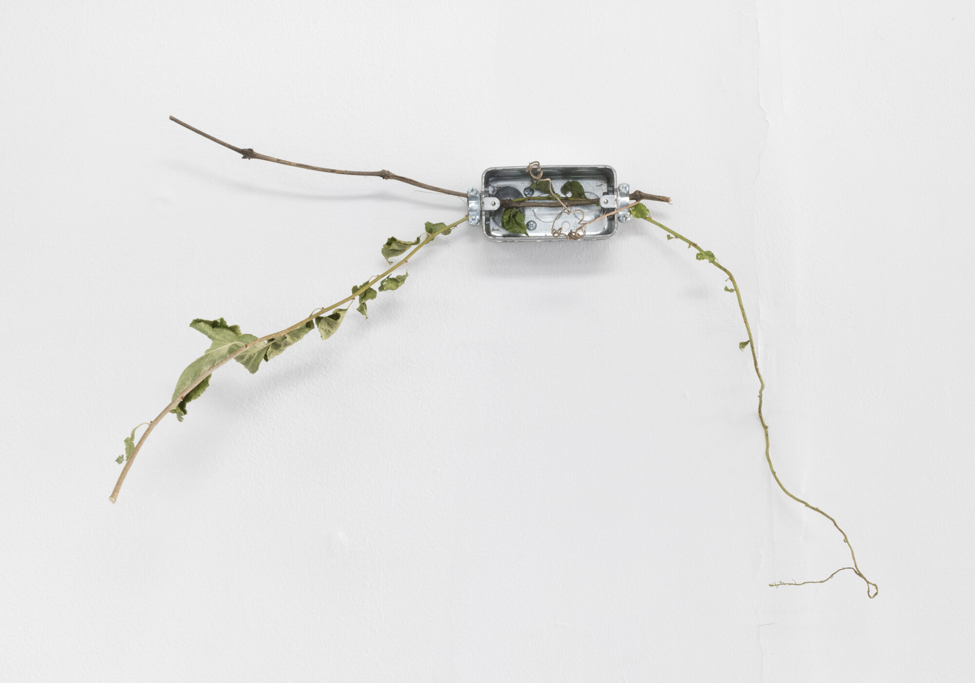  Ryan Foerster,  Power Plant (2),  2021. Electrical junction boxes with plants. 17 x 21 x 7 inches. 