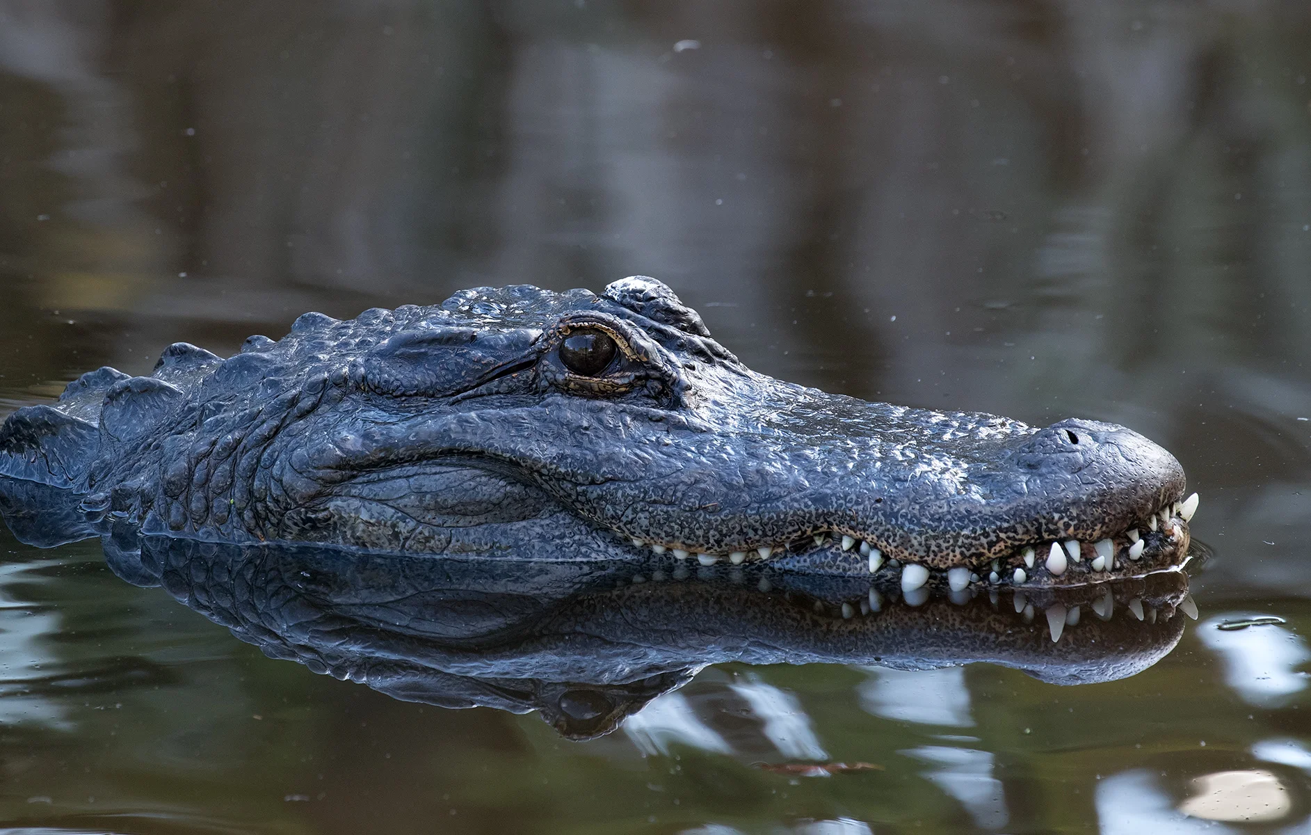 AlligatorFarm042617-8076-Gator01-lr.jpg