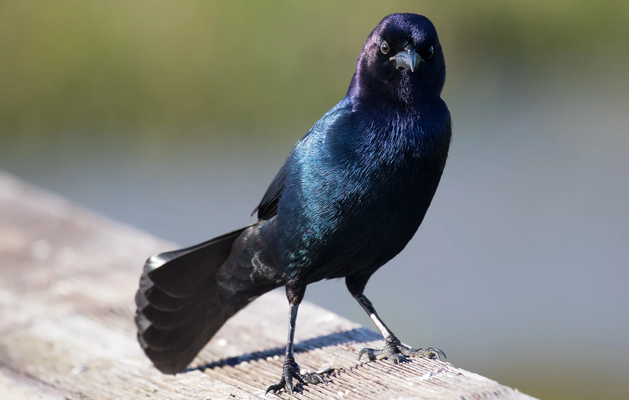 Adult Male Boat-tailed Grackle