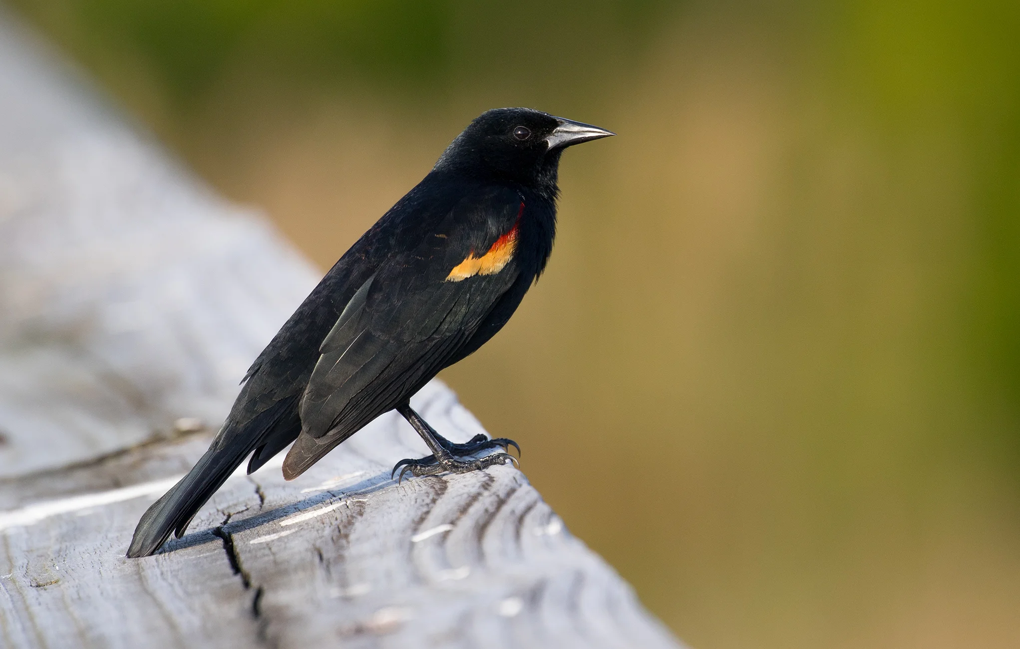 Male Red-winged Blackbird