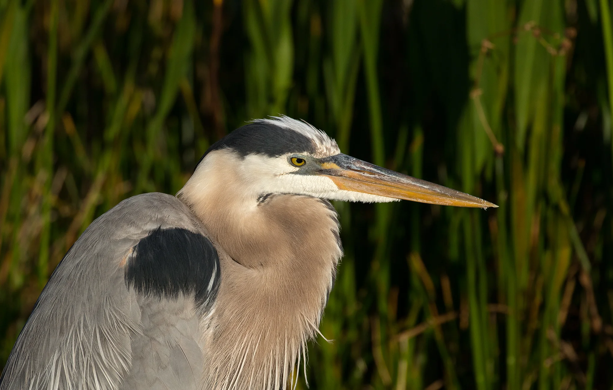 Adult (blue form) Great Blue Heron