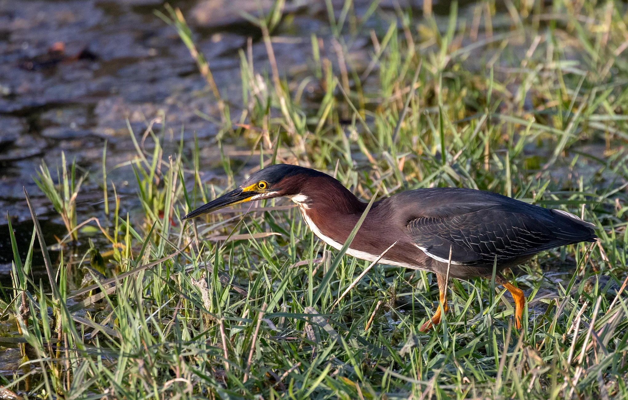 Adult Green Heron