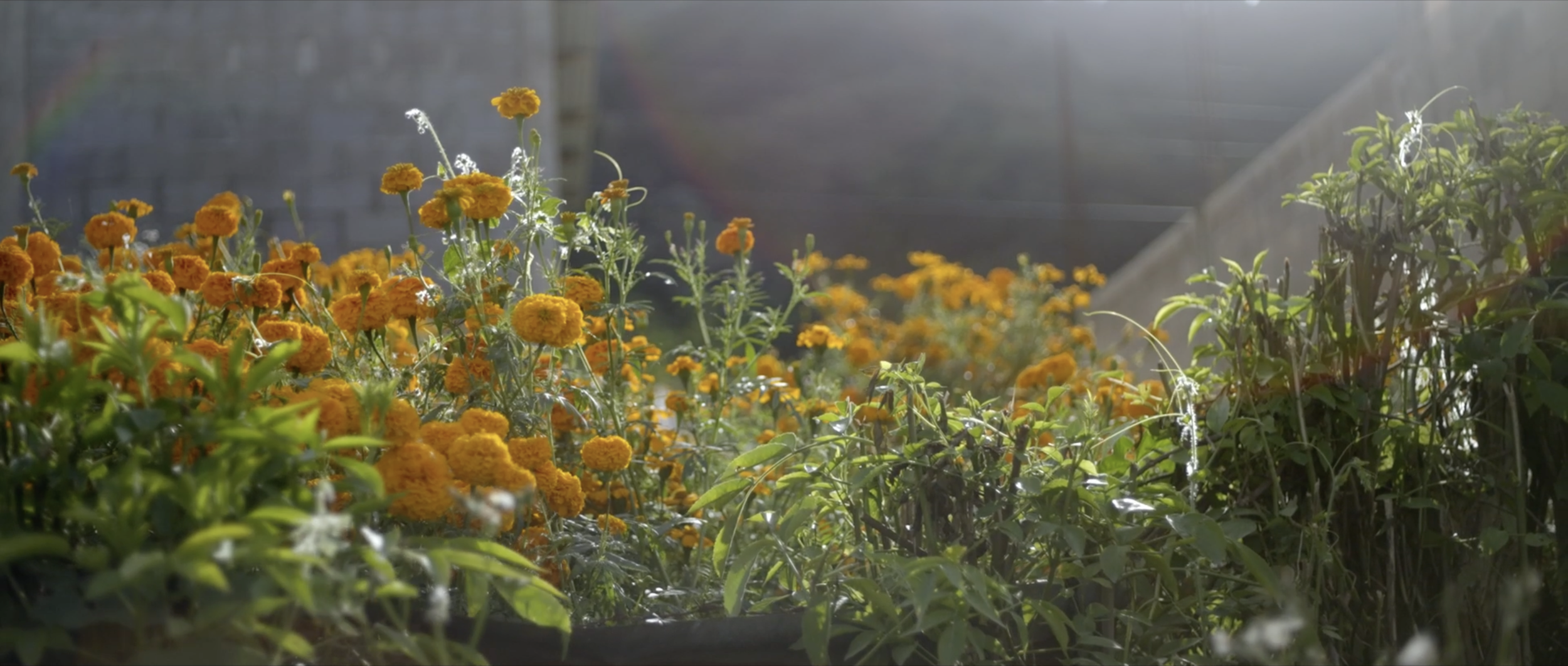 Matthew Harmer - Documentary Cinematographer - Margarita 3.png