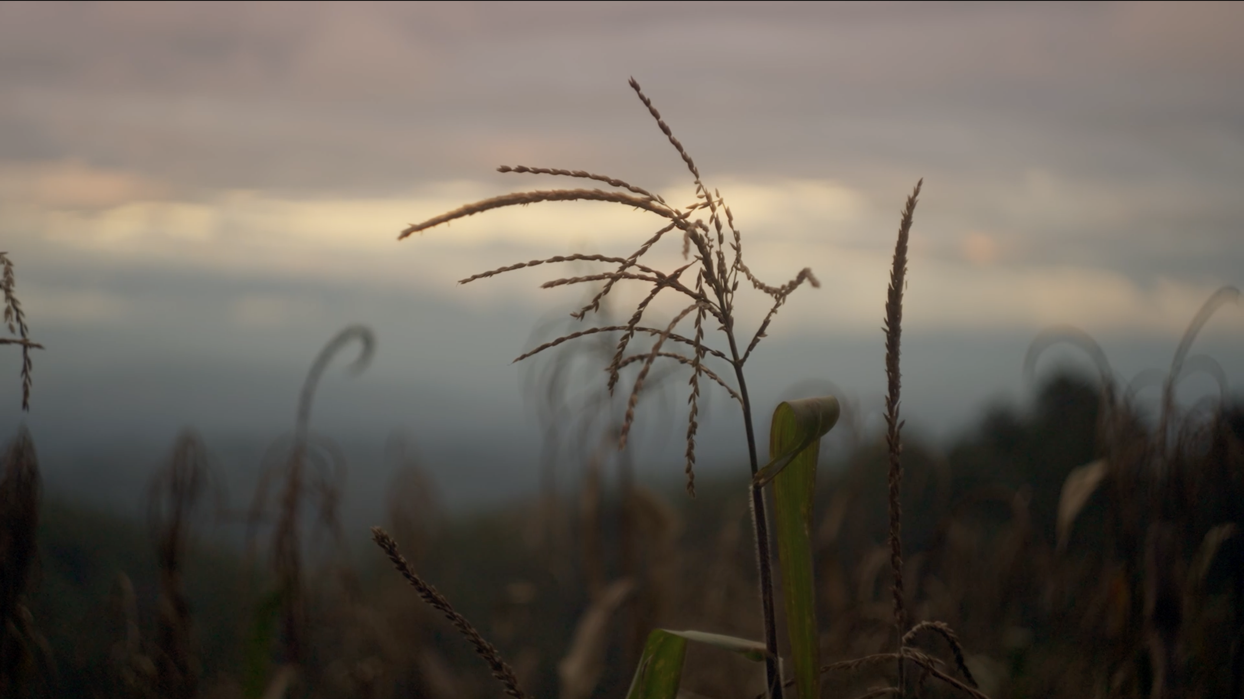 Nuestros Semillas Documentary- Cinematographer Matthew Harmer 2.png