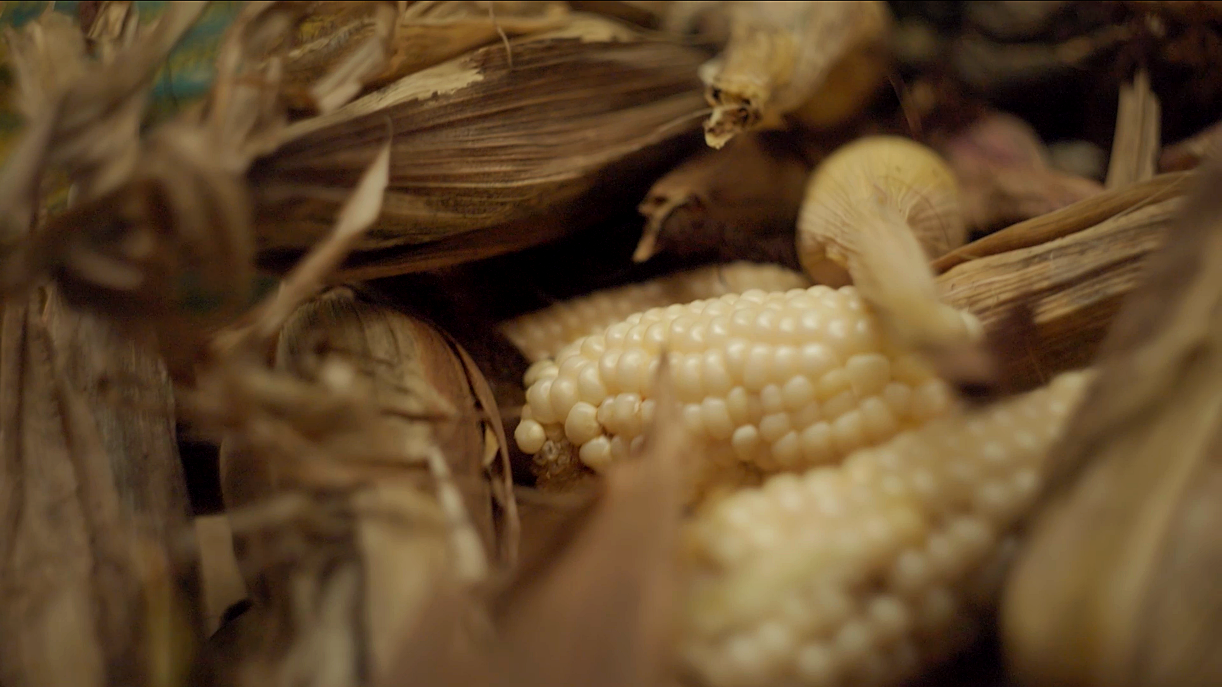 Nuestros Semillas Documentary- Cinematographer Matthew Harmer 6.png