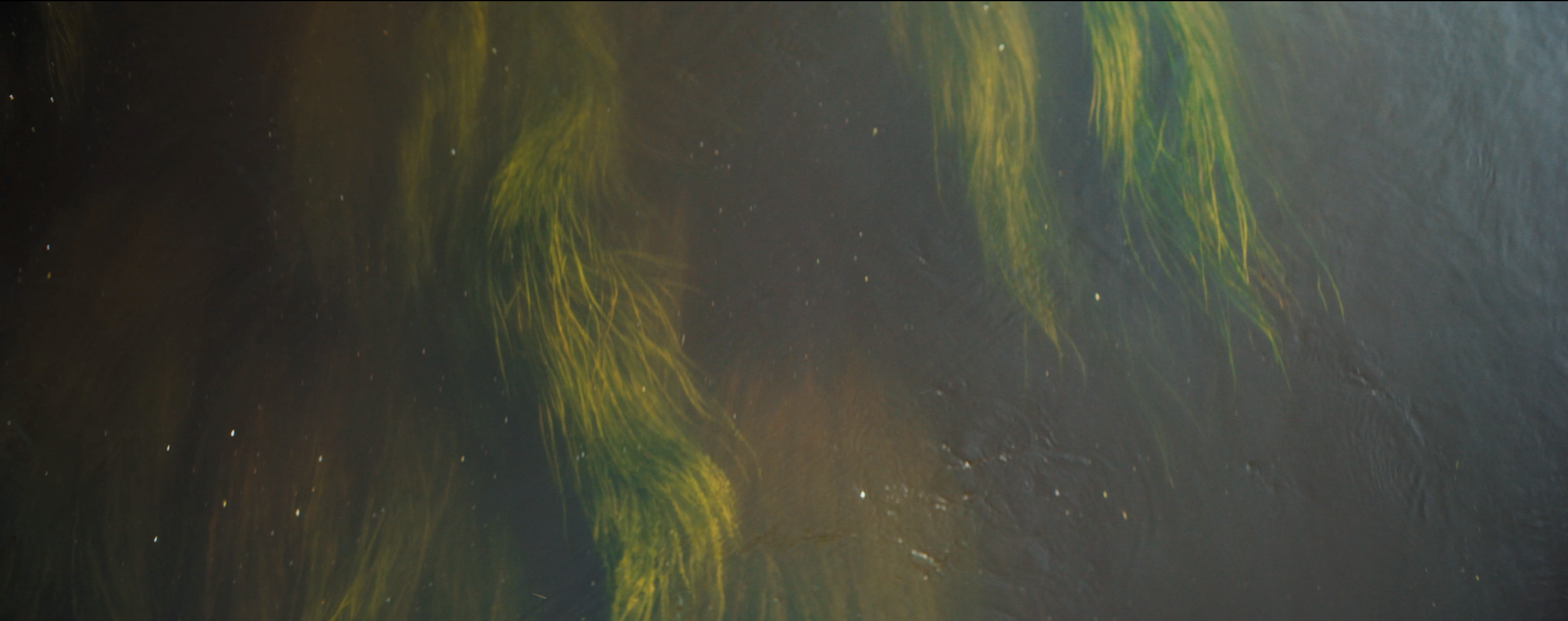Matthew Harmer - Documentary Cinematographer - Wildlife Trusts 2.png