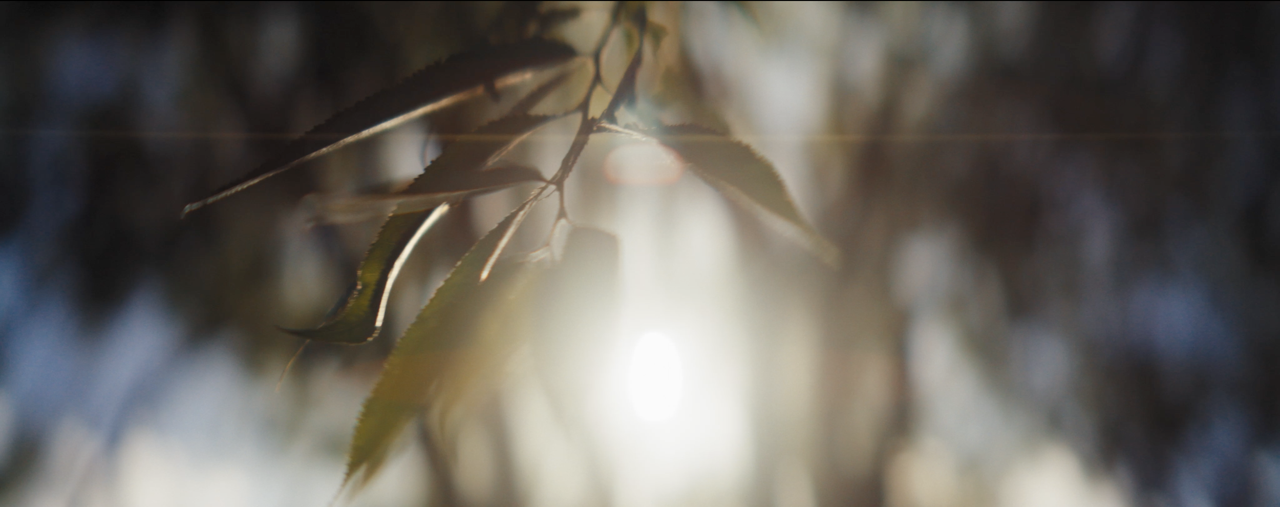 Matthew Harmer - Documentary Cinematographer - Wildlife Trusts 2a.png