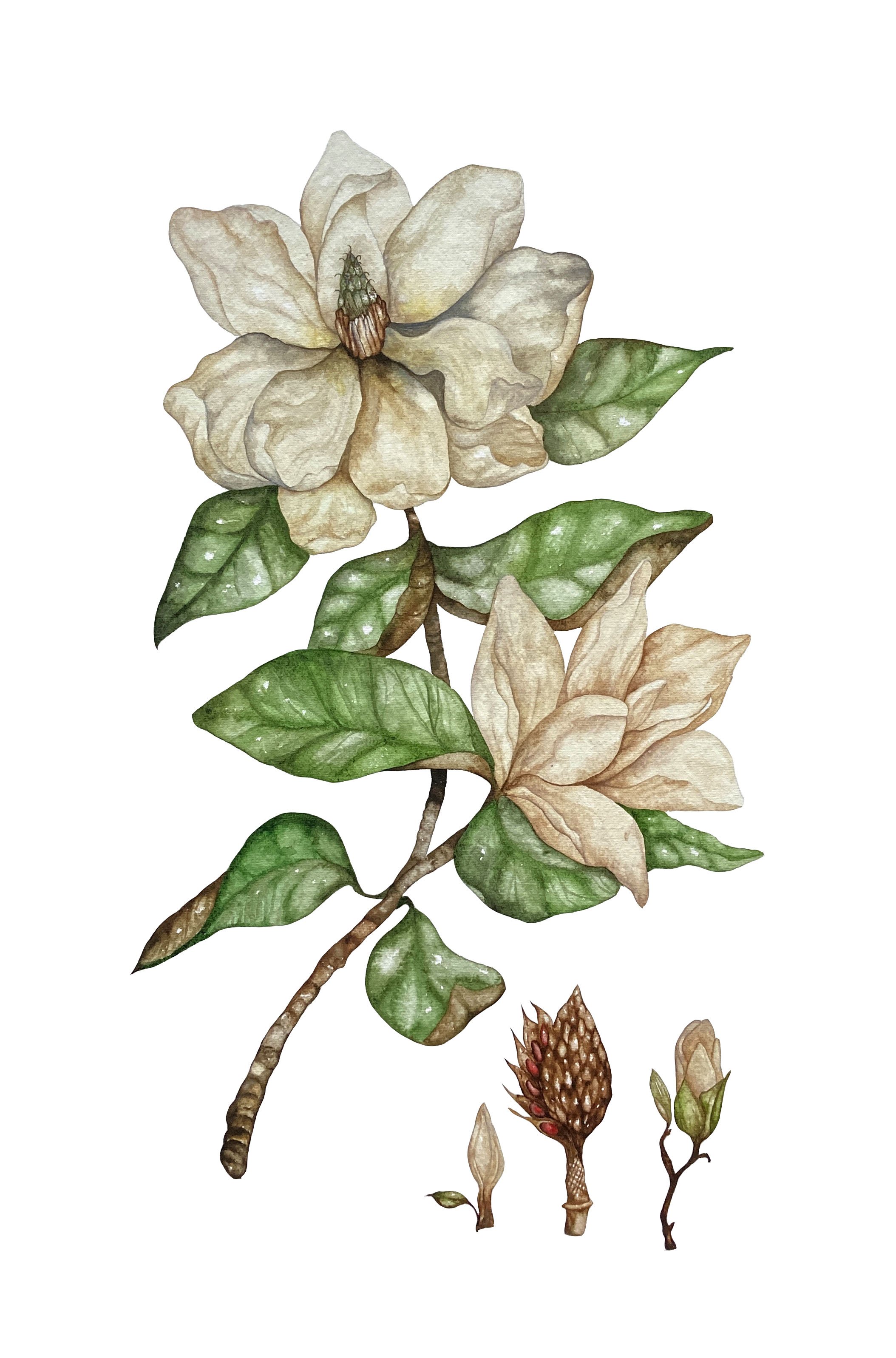 Magnolia.jpg