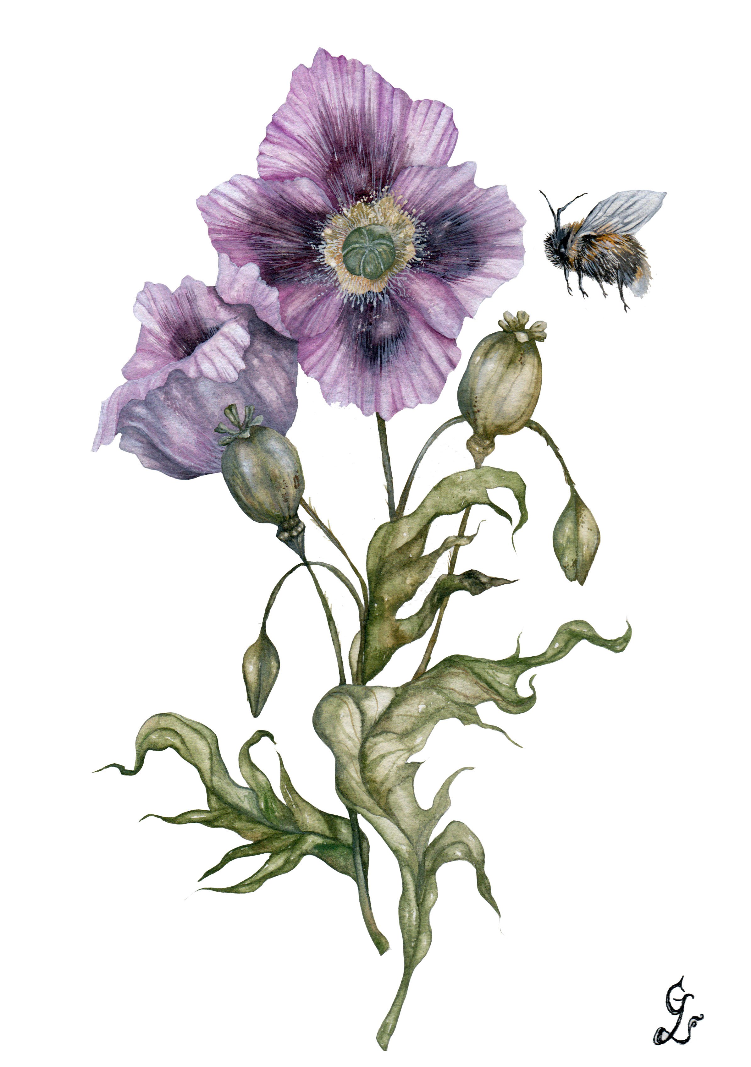 Papaver somniferum 2.jpg