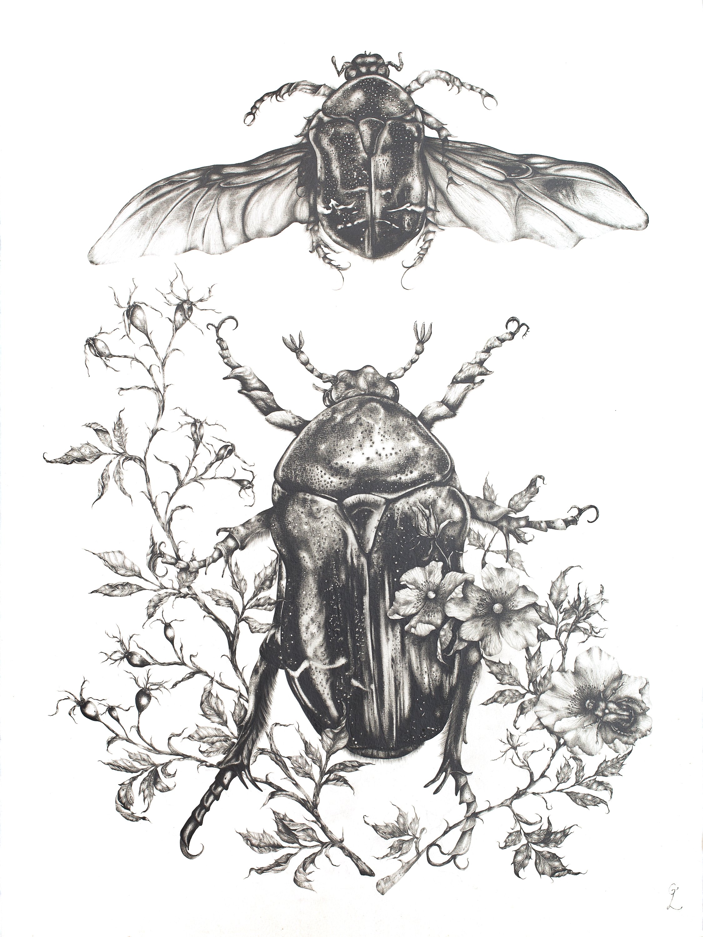 Beetle mid-res.jpg