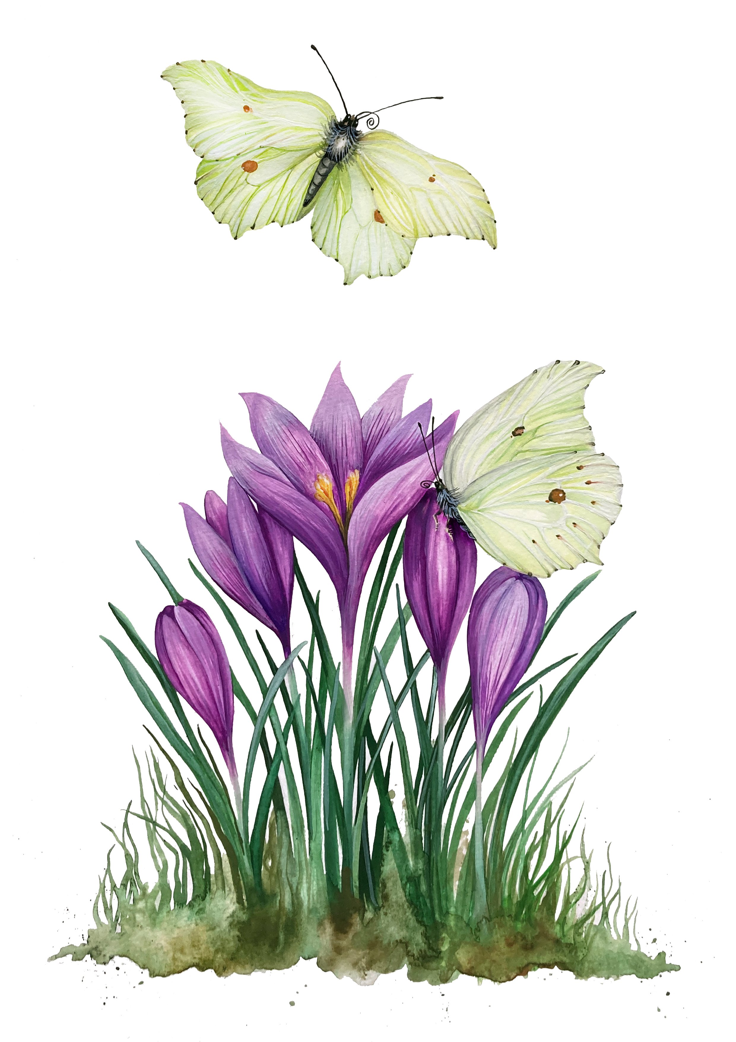 Brimstones and Crocuses copy.jpg