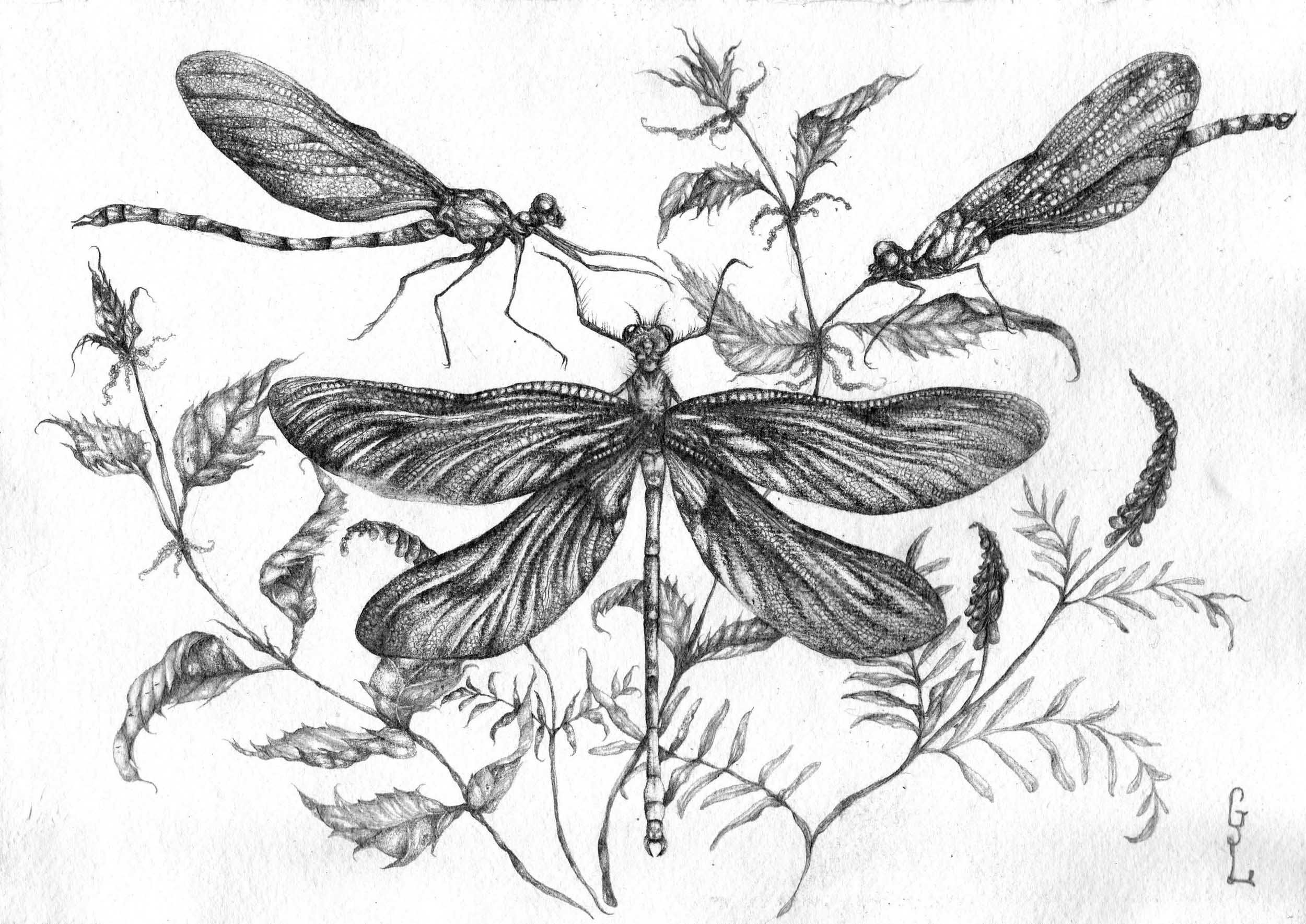 Demoiselles+of+the+Wey copy.jpg