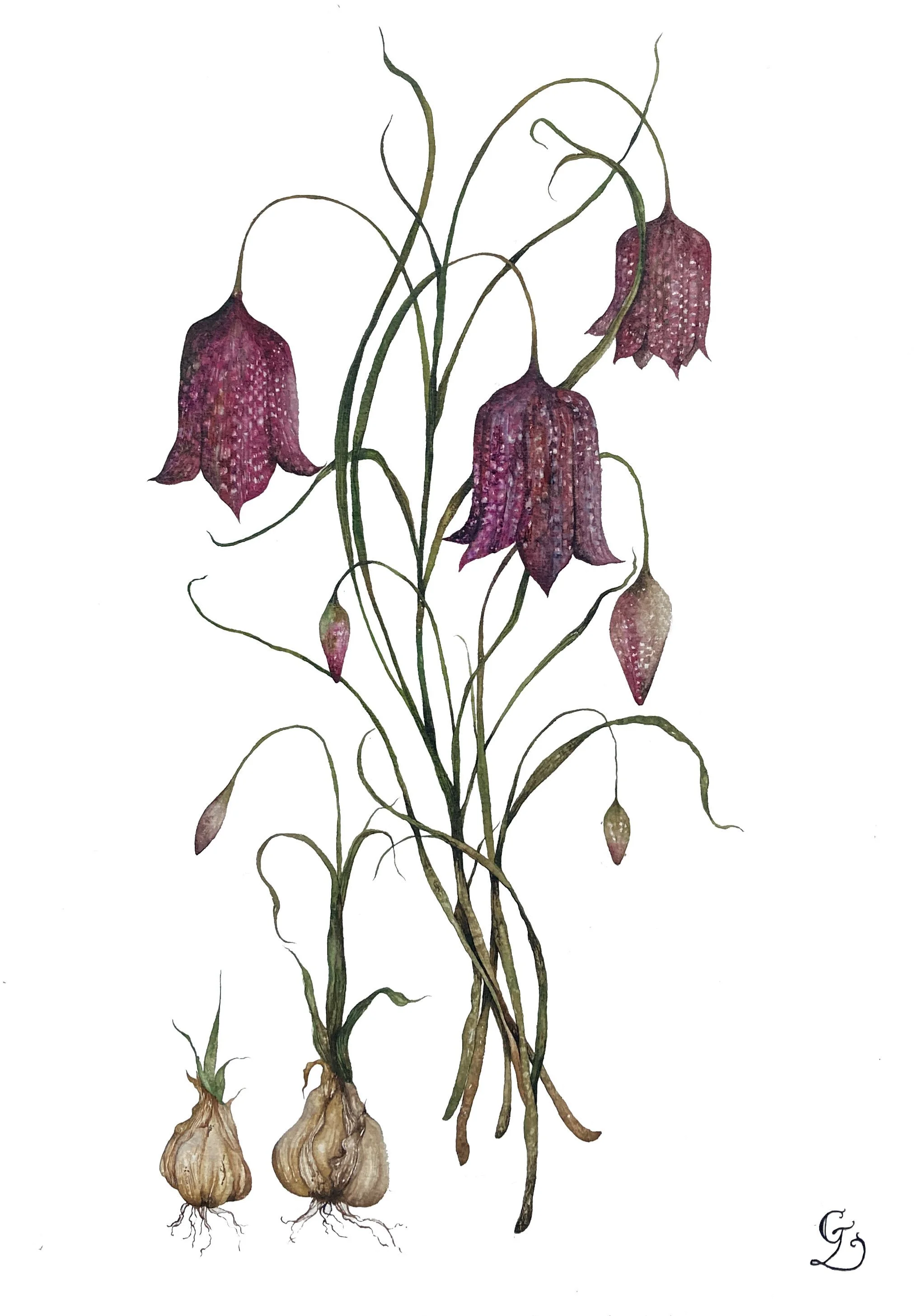 Watercolour Fritillary.jpg