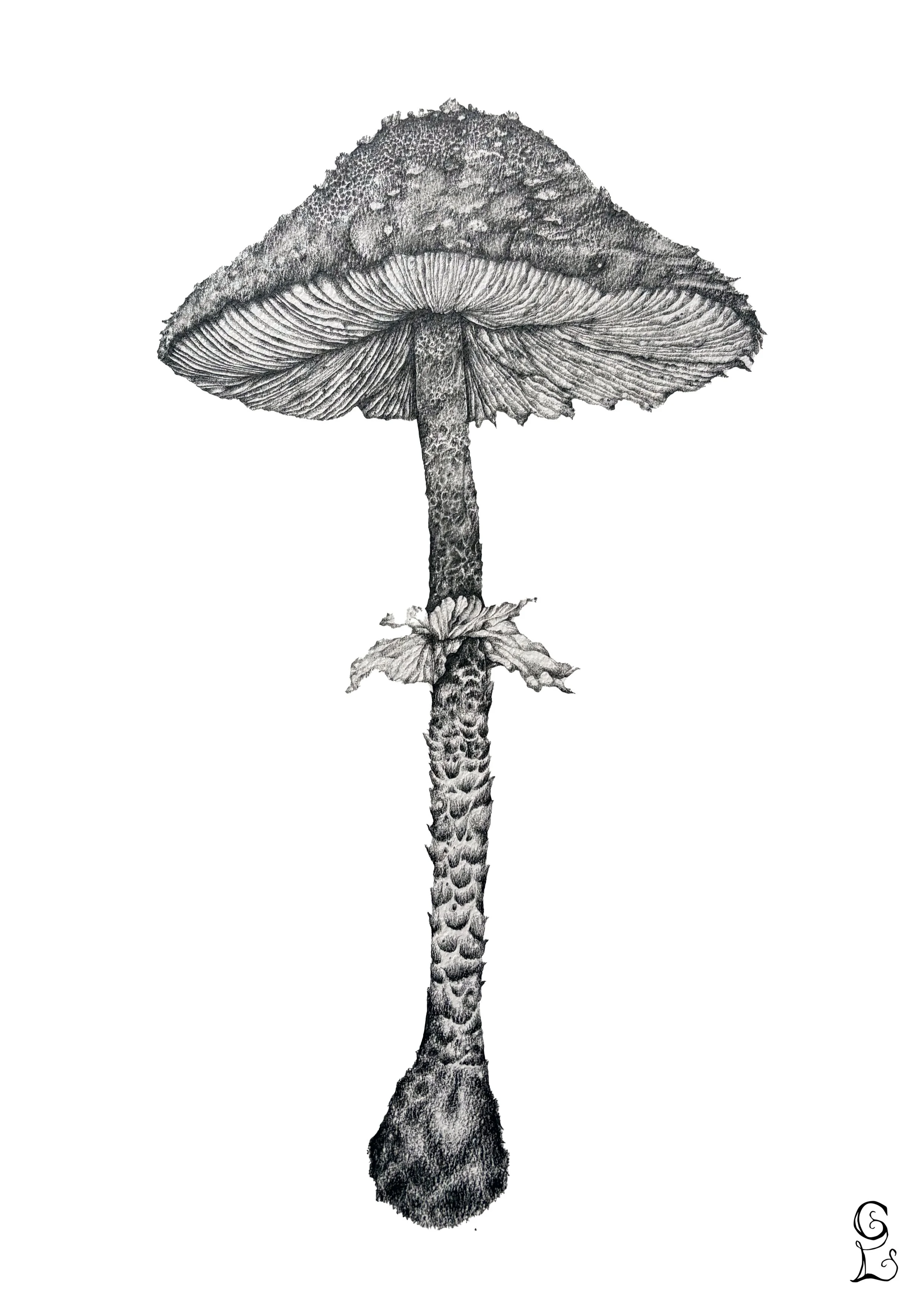 MUSHROOM A4 copy.jpg