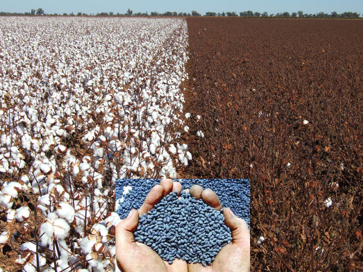 gmo-cotton-web2.png
