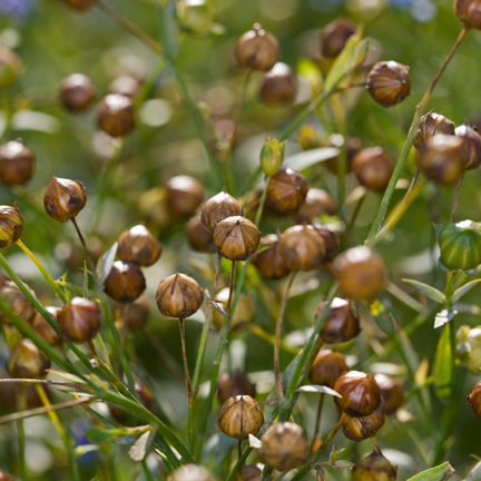 agraloop-flax-web-sq.png