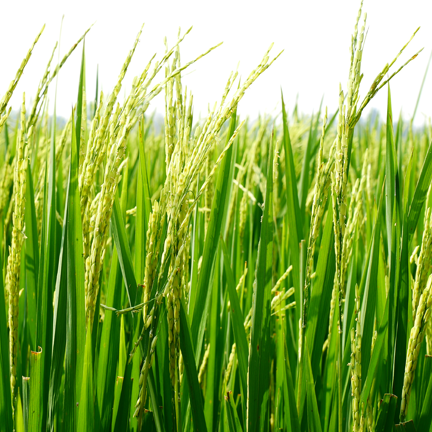 agraloop-ricestraw-web-sq.png