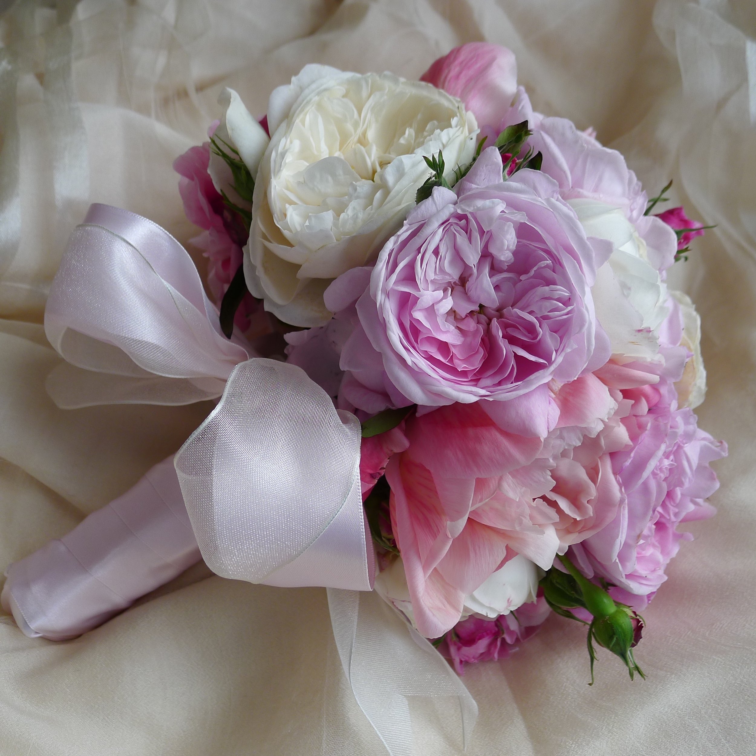 romantic david austin roses