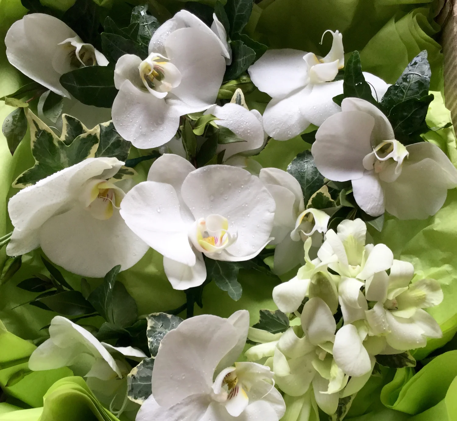 buttonholes and corsages. orchids.