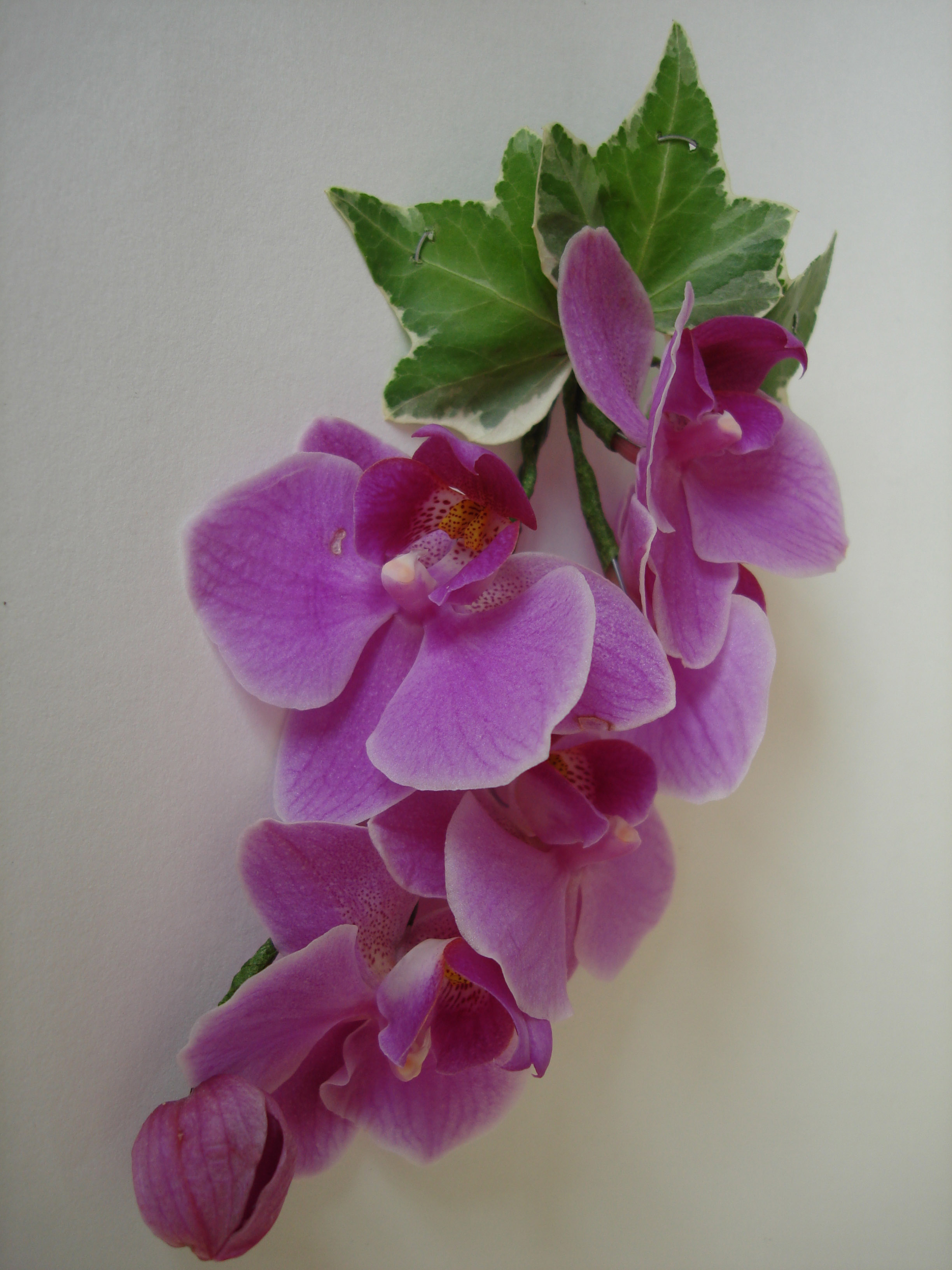 corsage. dendrobium orchid